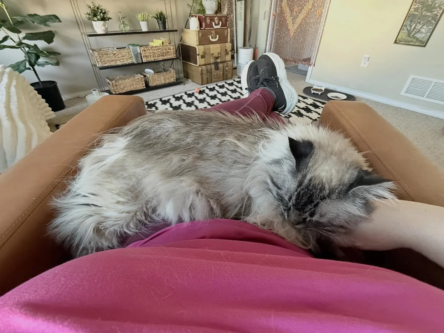 A cat nap
#cats_of_instagram #petsitter #siberian_cats_lovers