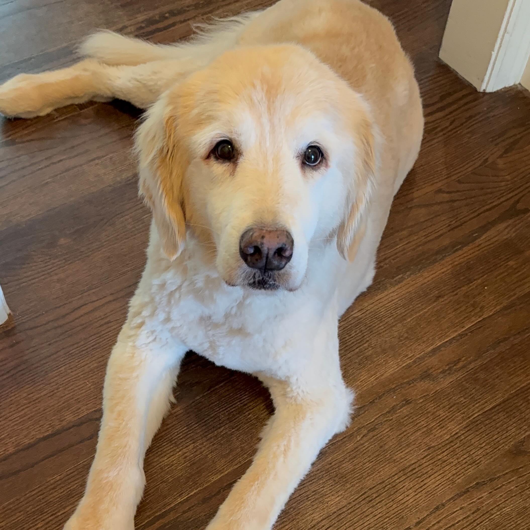 Rosie and I have a special bond. Last year we huddled in the basement while a tornado touched ground very close to her house. Then the power went out which means the AC was off and the security alarm continued to beep. She is terrified of beeps 
I dr