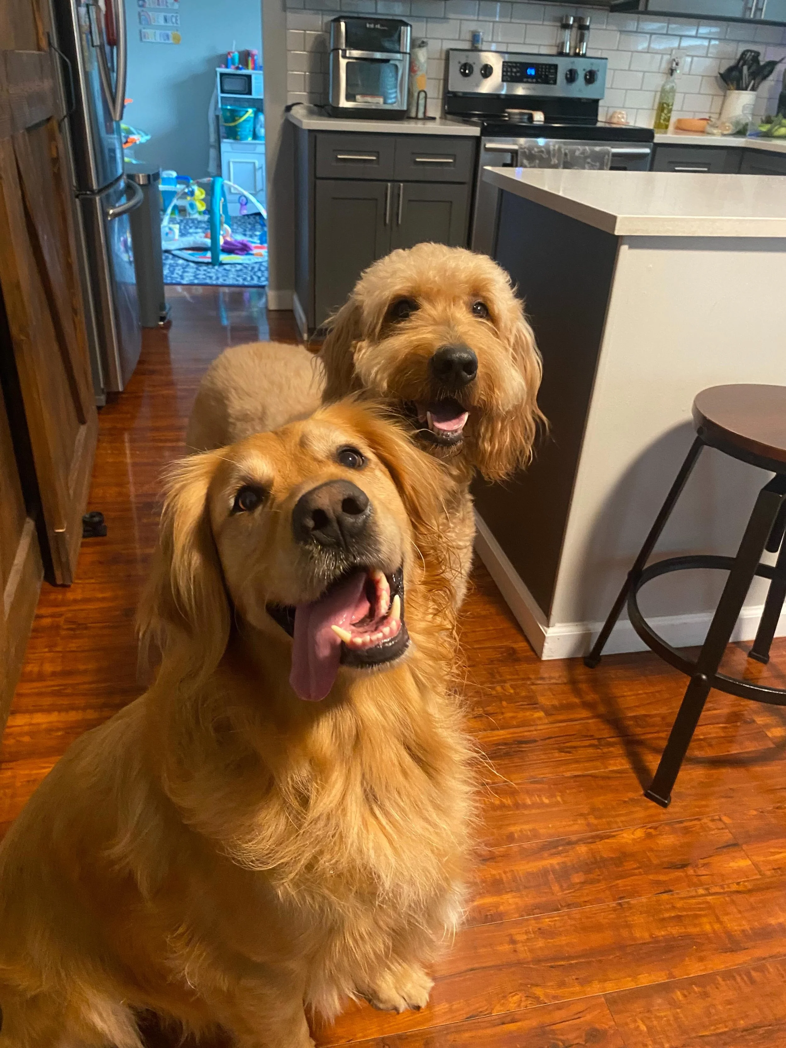 Thinking of these two guys today. 
They were one of my first clients from Rover. They were so welcoming and sweet. We shared many walks and sleepovers. They both crossed the rainbow bridge recently with in weeks of each other. I am lucky to known the