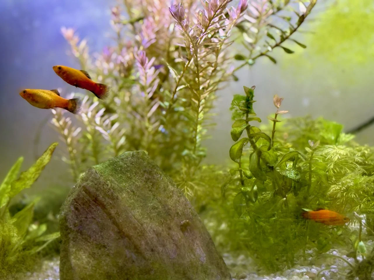 Foto Nahaufnahme vom Aquarium im Spielzimmer mit zwei orange-gelben Zierfischen und grünen Wasserpflanzen
