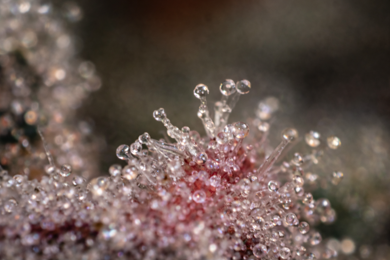 microscopic view of terpenes