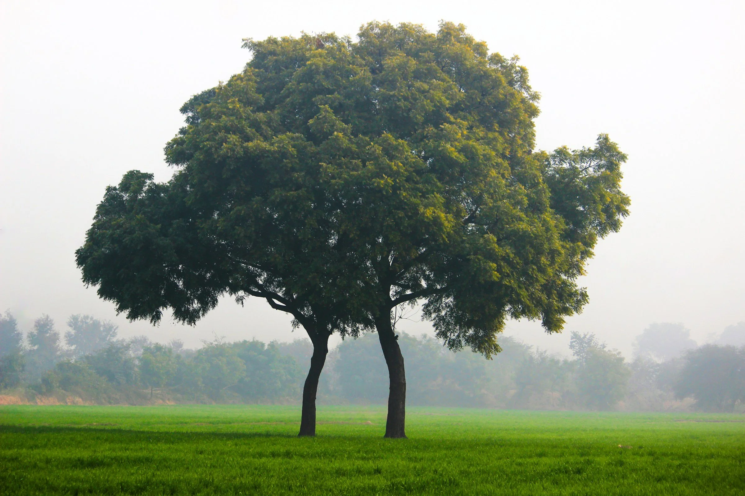Illustration : paire d'arbre dans un champ