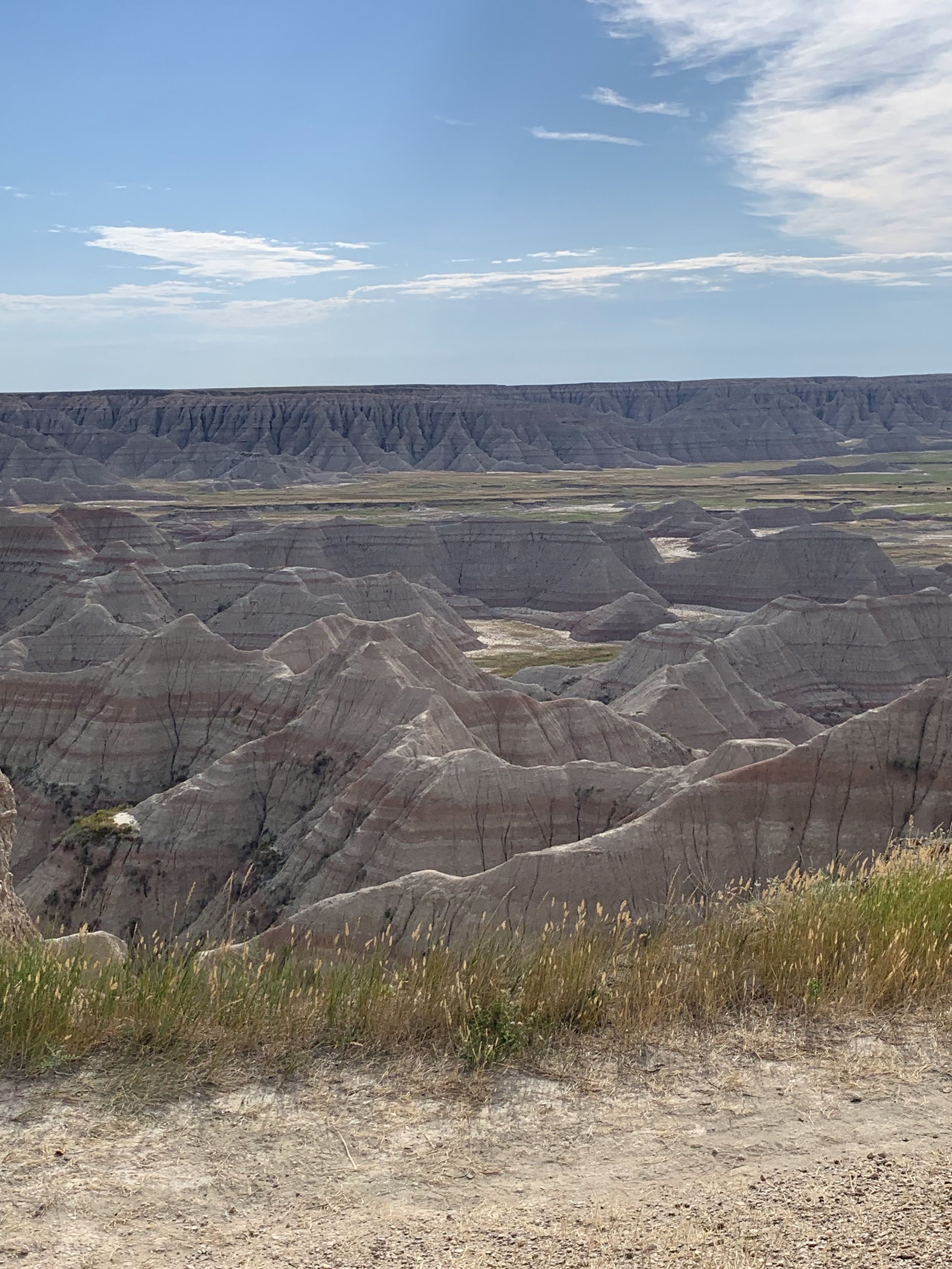 Baby Bison and the Badlands