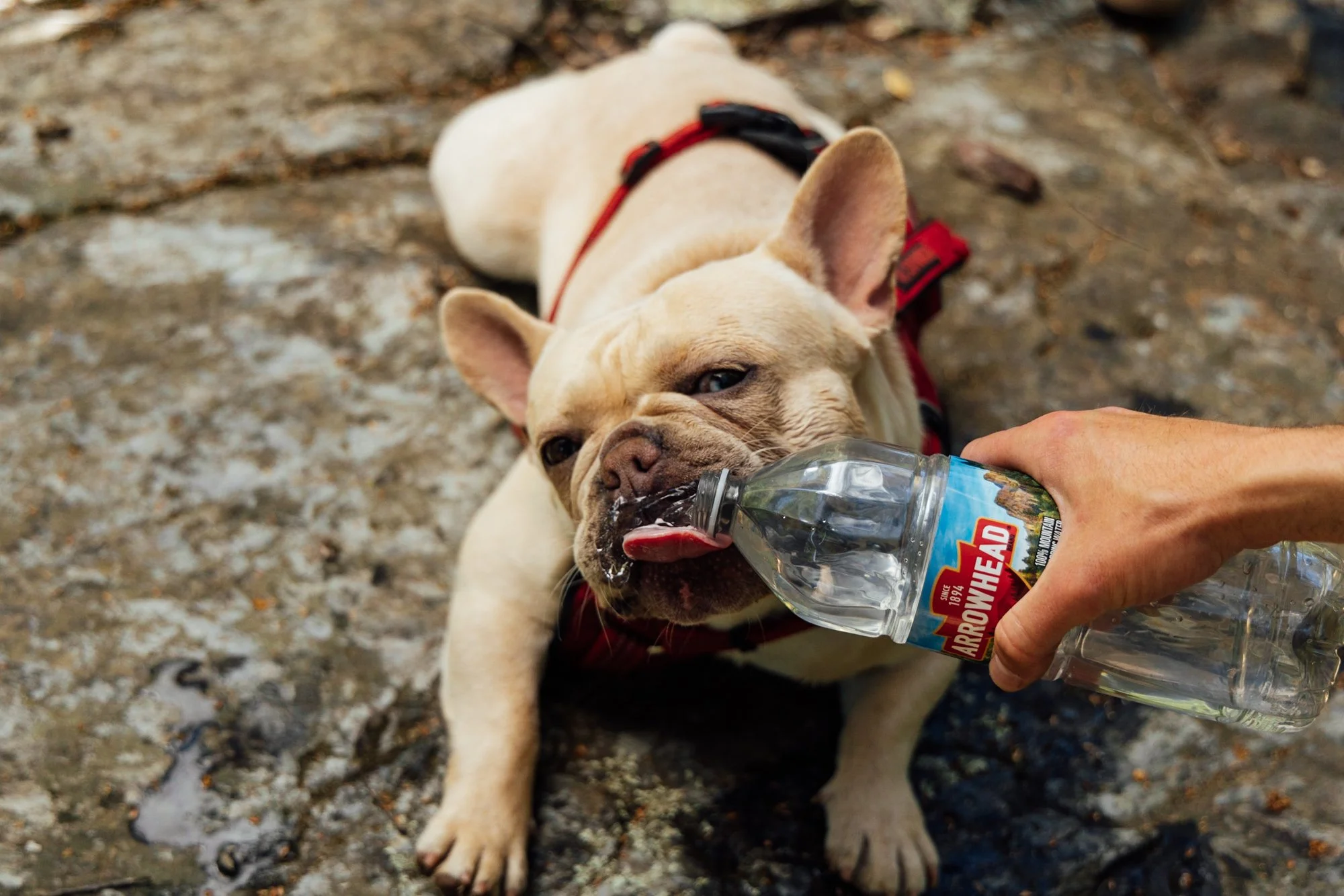 French Bulldog lying on a rocky surface, drinking water from a plastic bottle held by a person