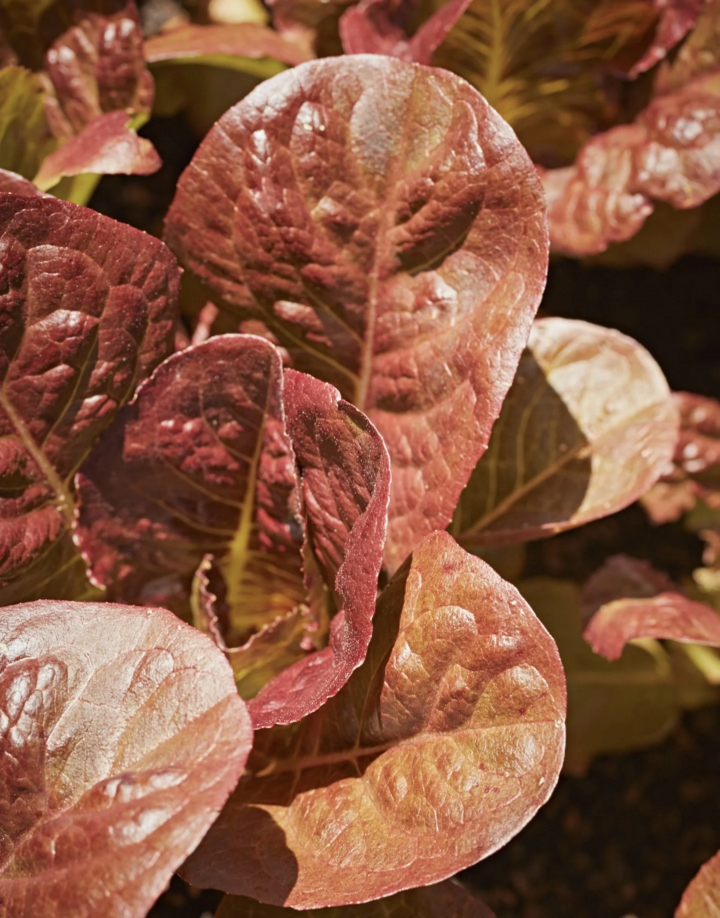Chef Alice Waters with heirloom red romaine lettuce in her Berkeley home garden, photographed by Gabriela Hasbun.