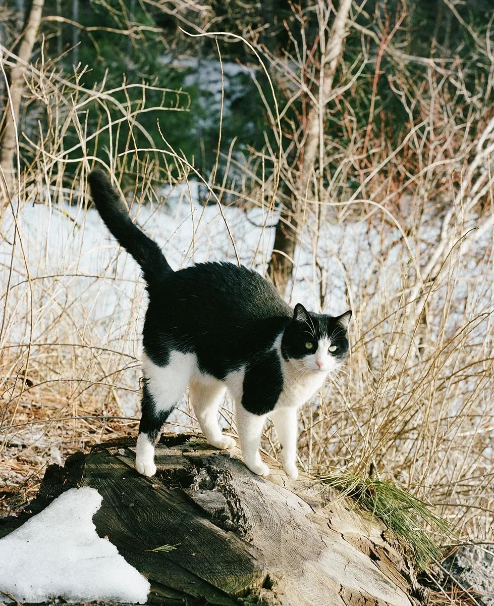 Peter on a rock in Indian Valley by San Francisco lifestyle photographer Gabriela Hasbun.