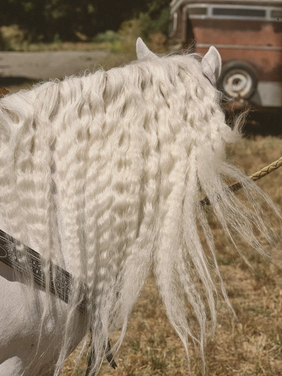 Close-up of a white horse with curly mane, in a field with a wooden cart and trees in the background at the Bill Pickett Invitational Rodeo in Oakland, California. Photographed by Bay Area editorial and commercial photographer, Gabriela Hasbun.