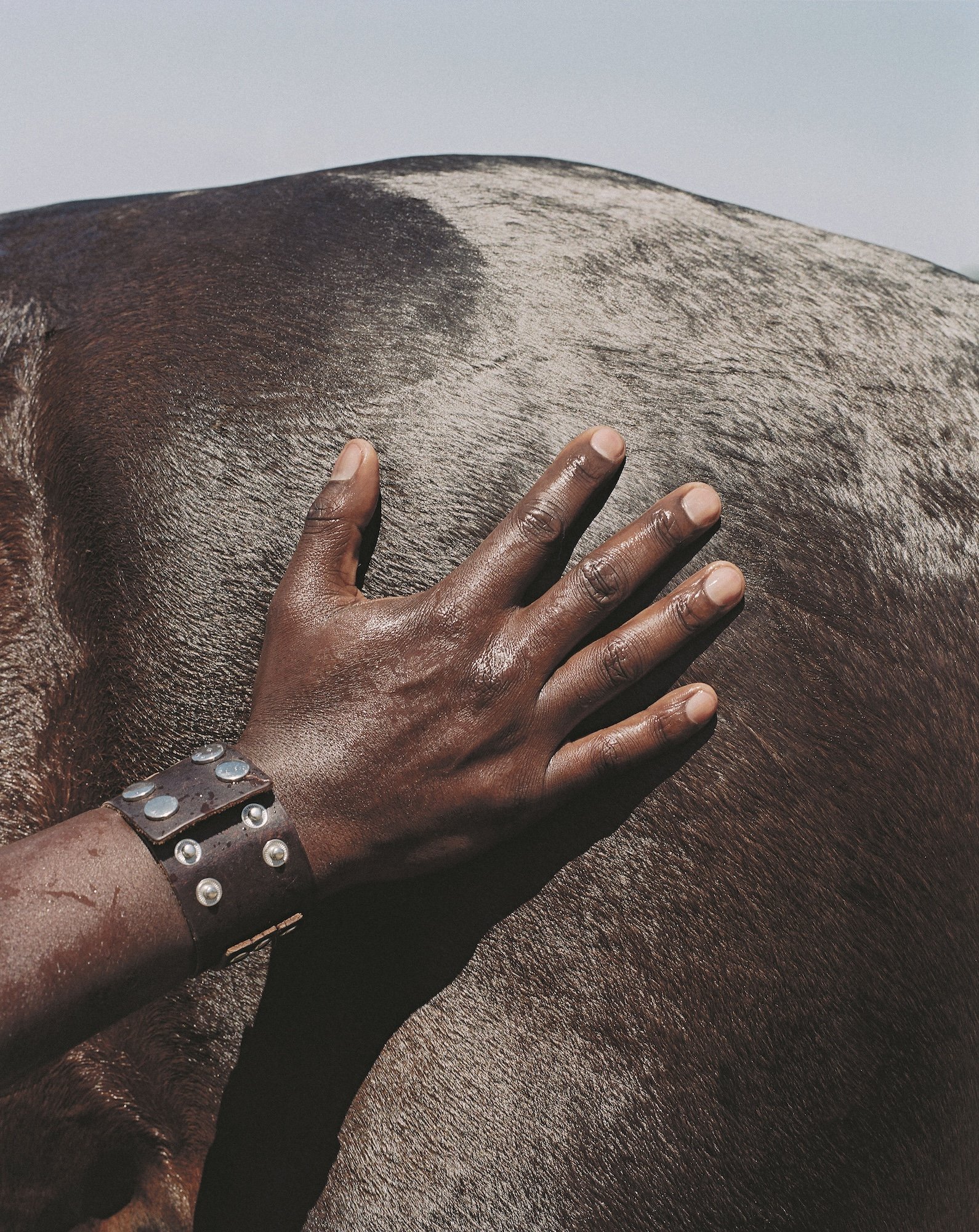 A person's hand resting on the back of a brown horse, wearing a leather wristband with silver studs.