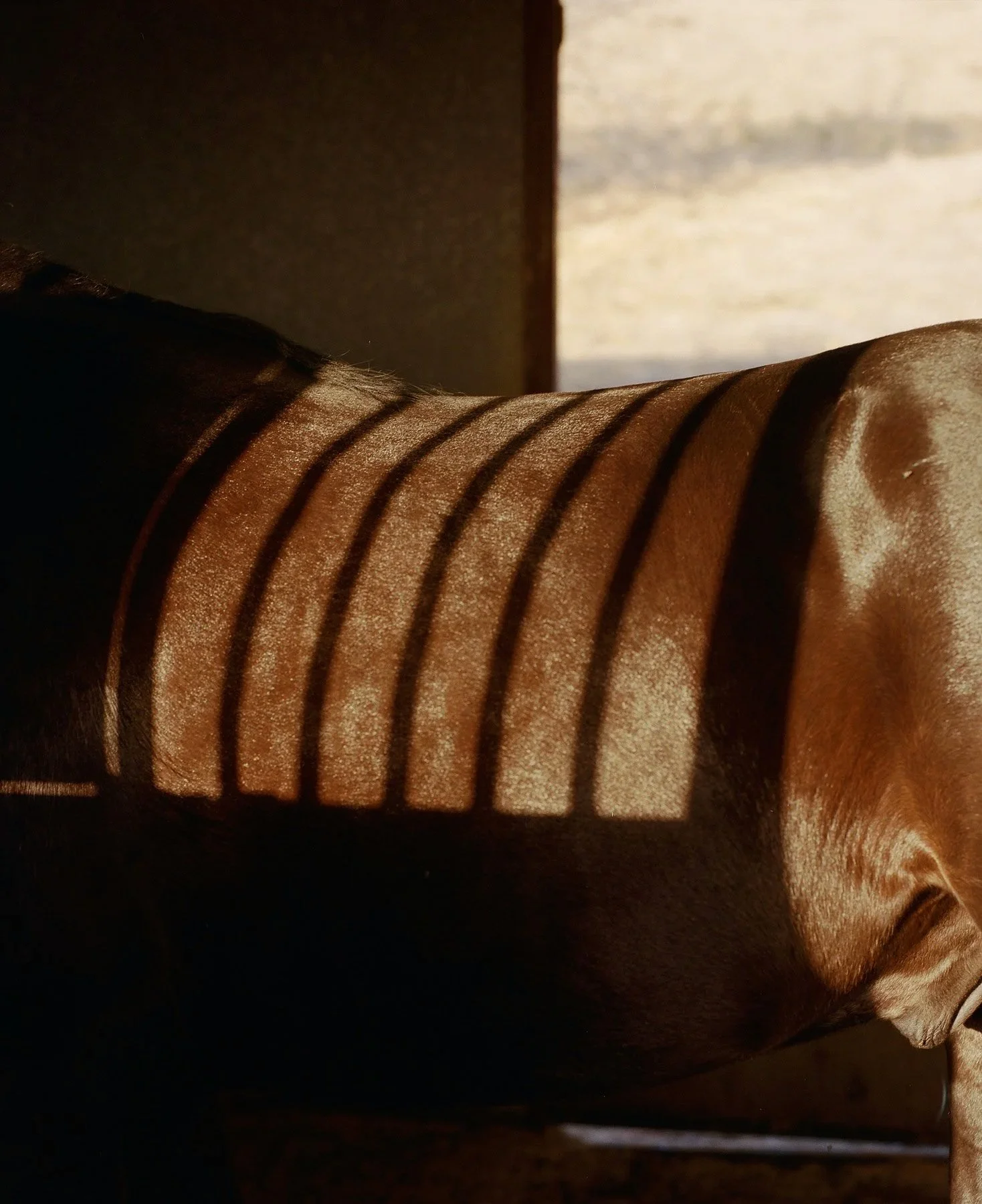 Black cowboys riding their horses in Oakland, photographed by San Francisco–based photographer Gabriela Hasbun.