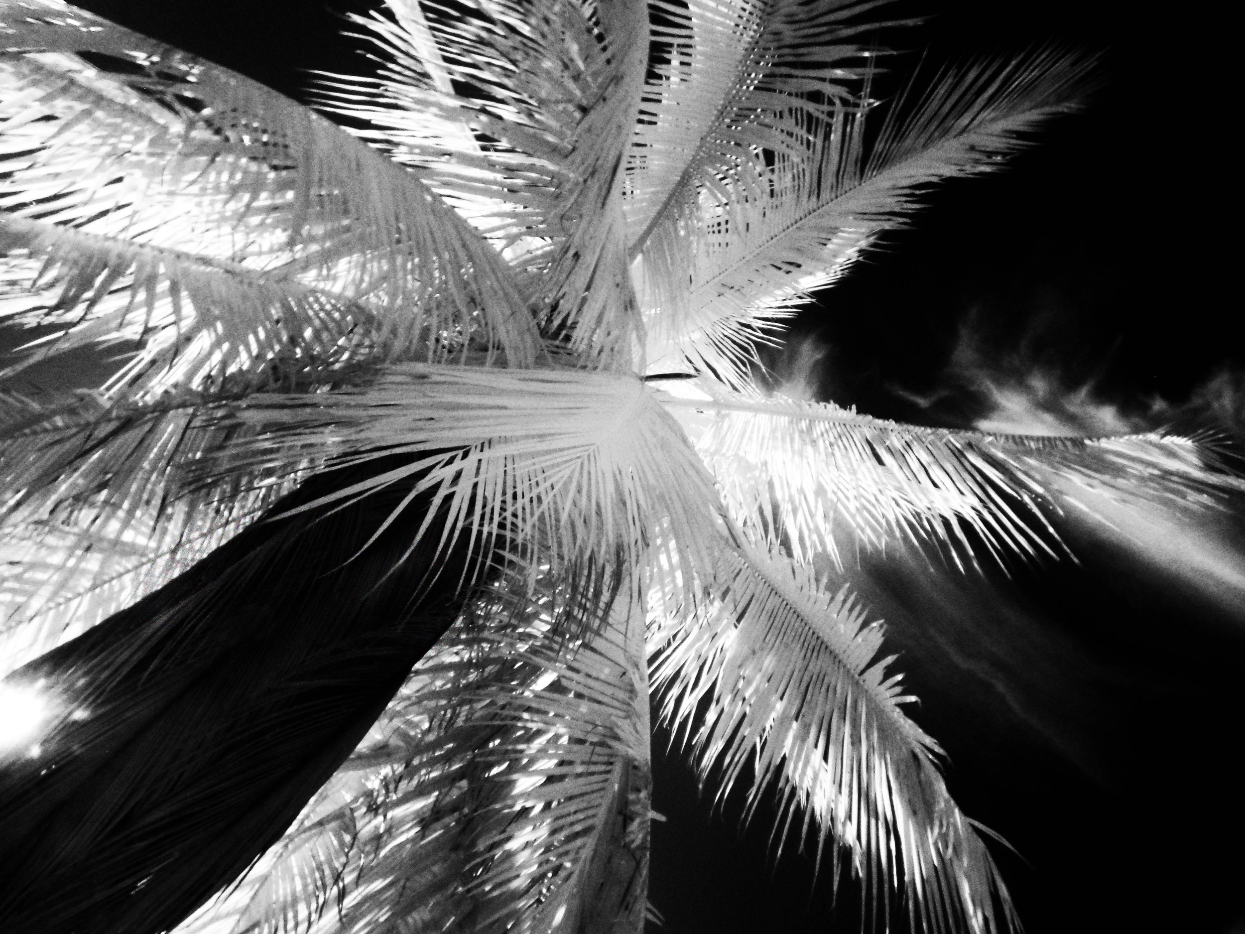 Radiant Coconut Branch IR