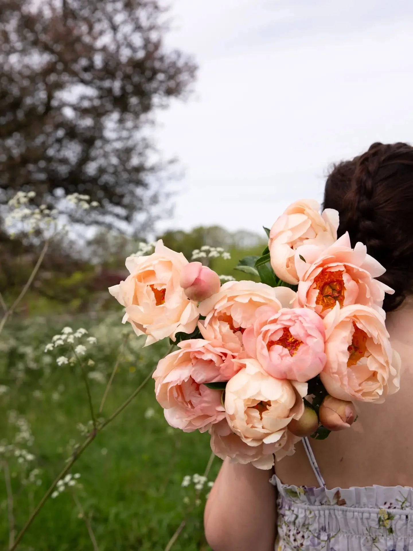 Peony season is here!
These blooms are only around for a few months, but make a big statement for that precious time.
They can be fickle to open, but when they do finally burst, there is nothing to match them.
This variety is Kingsday, a gorgeous apr