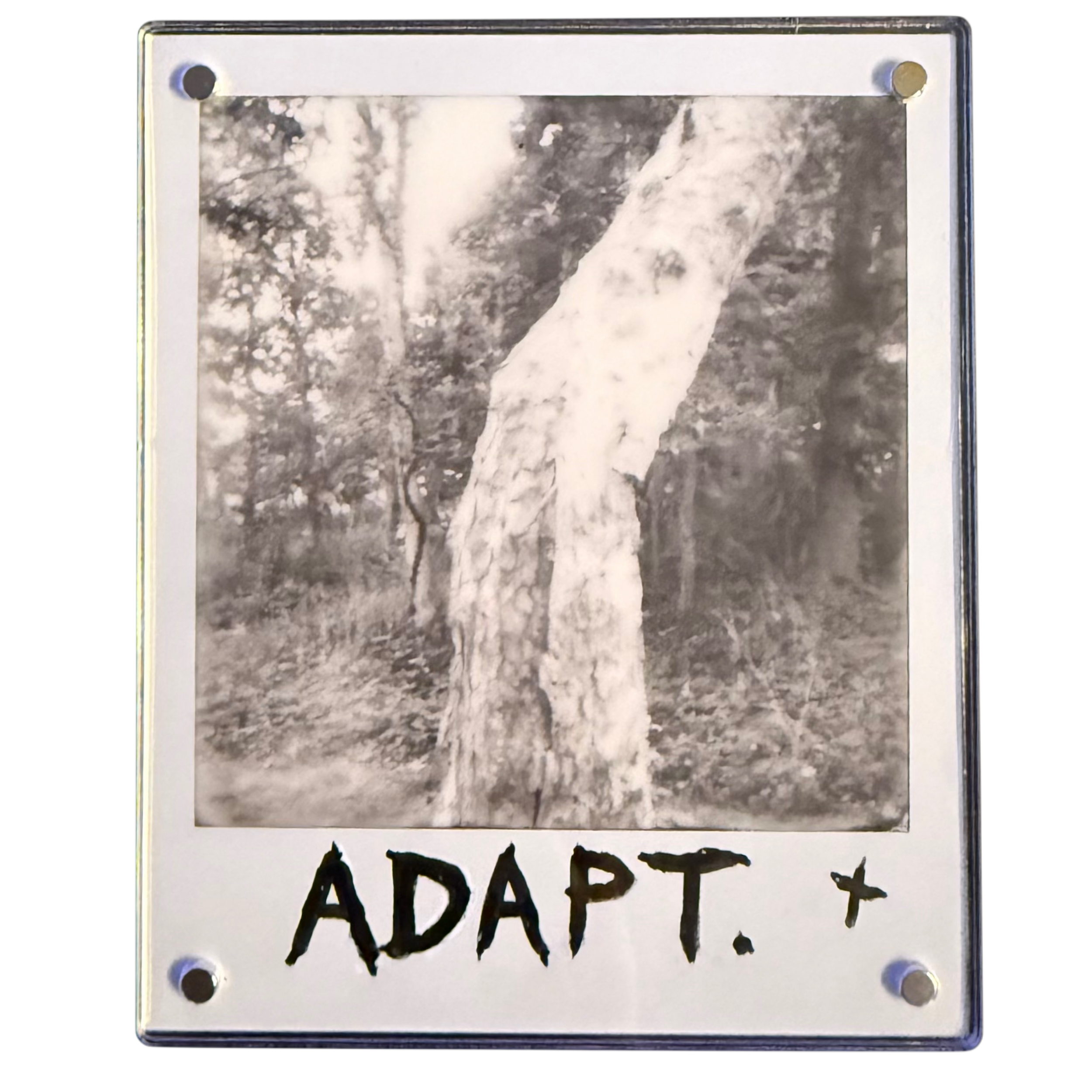 "ADAPT" Polaroid Affirmations series.1 no.three