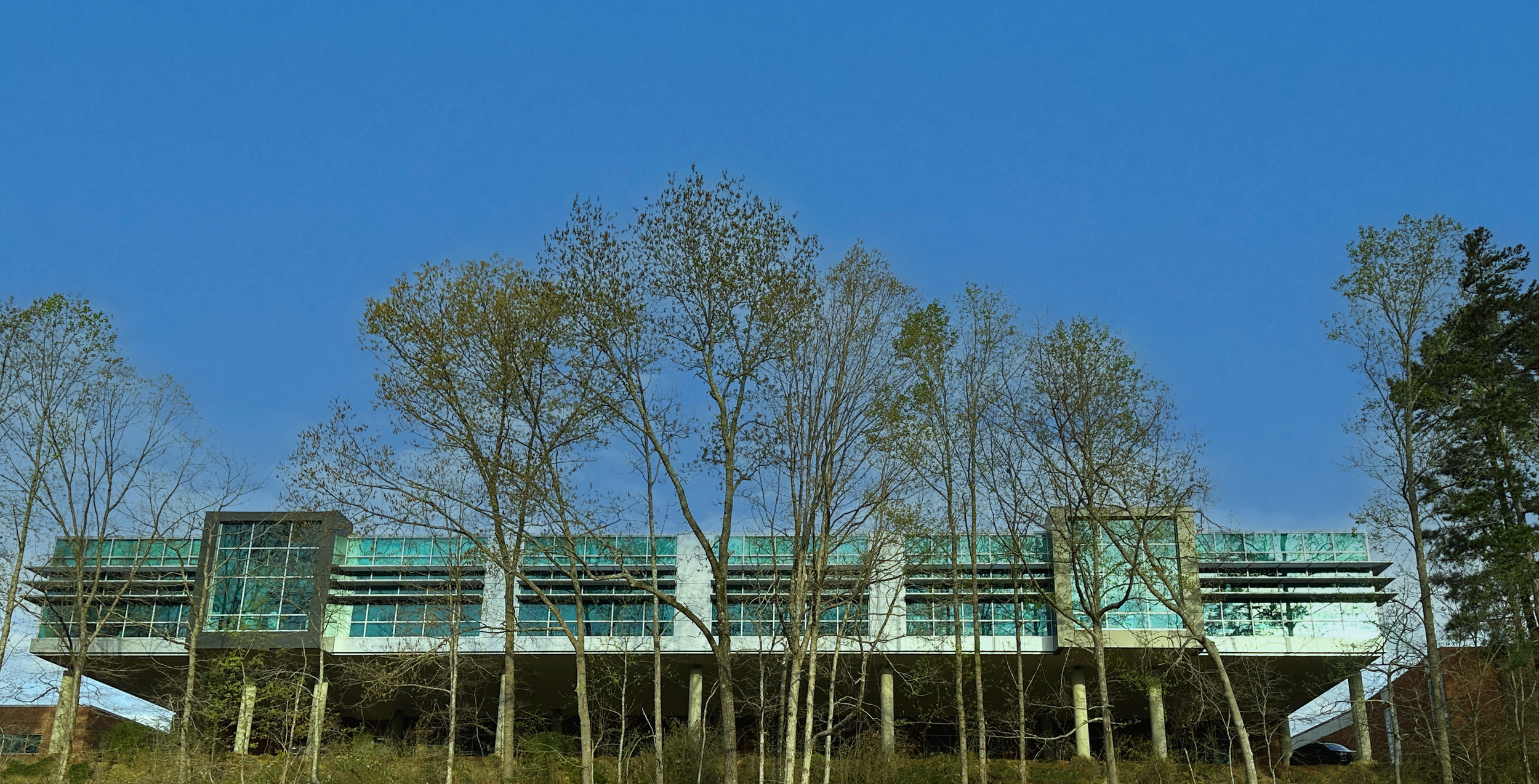 Modern building elevated on stilts amid trees, with a clear blue sky overhead.