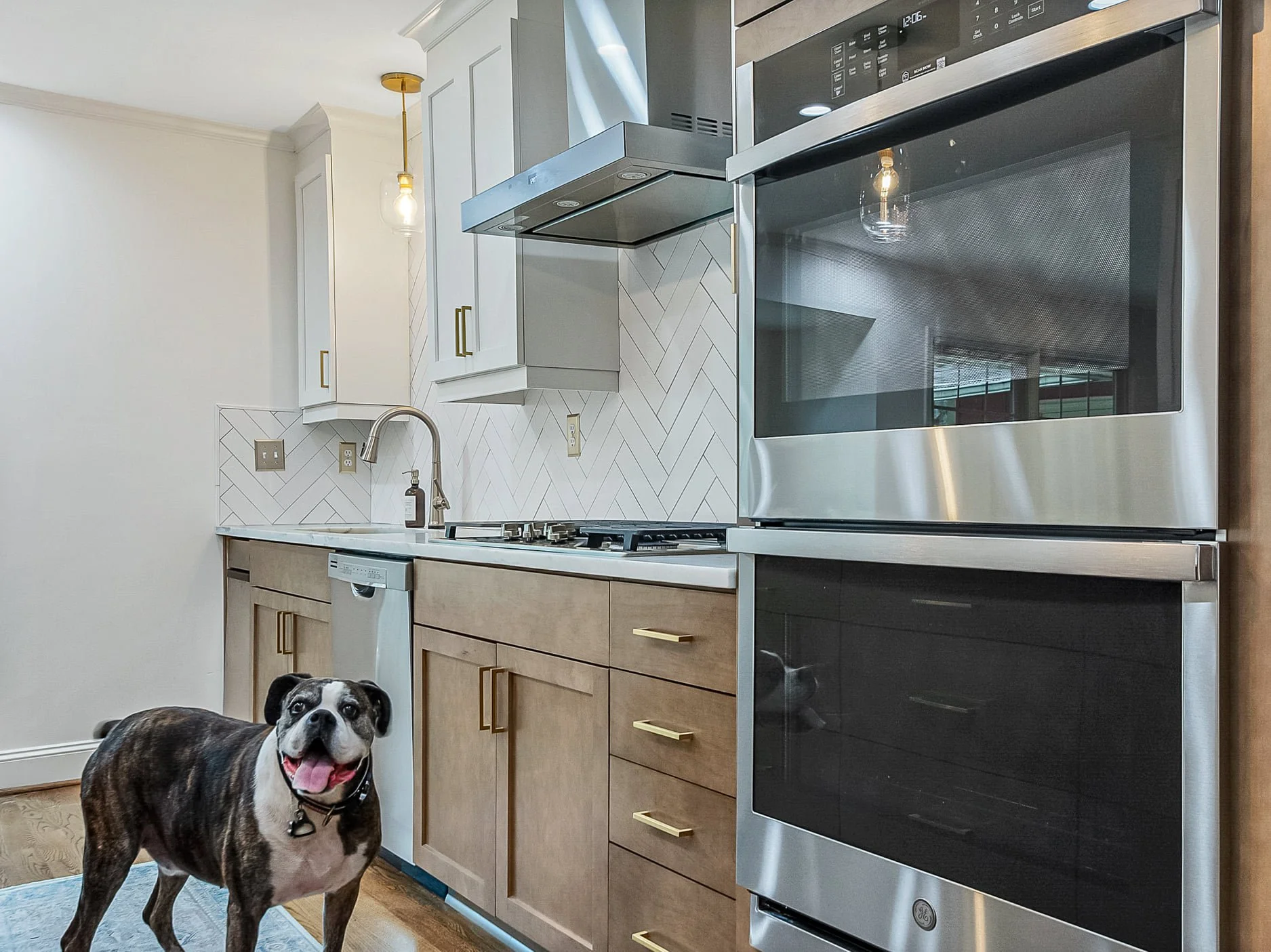 Rocky in kitchen.jpg