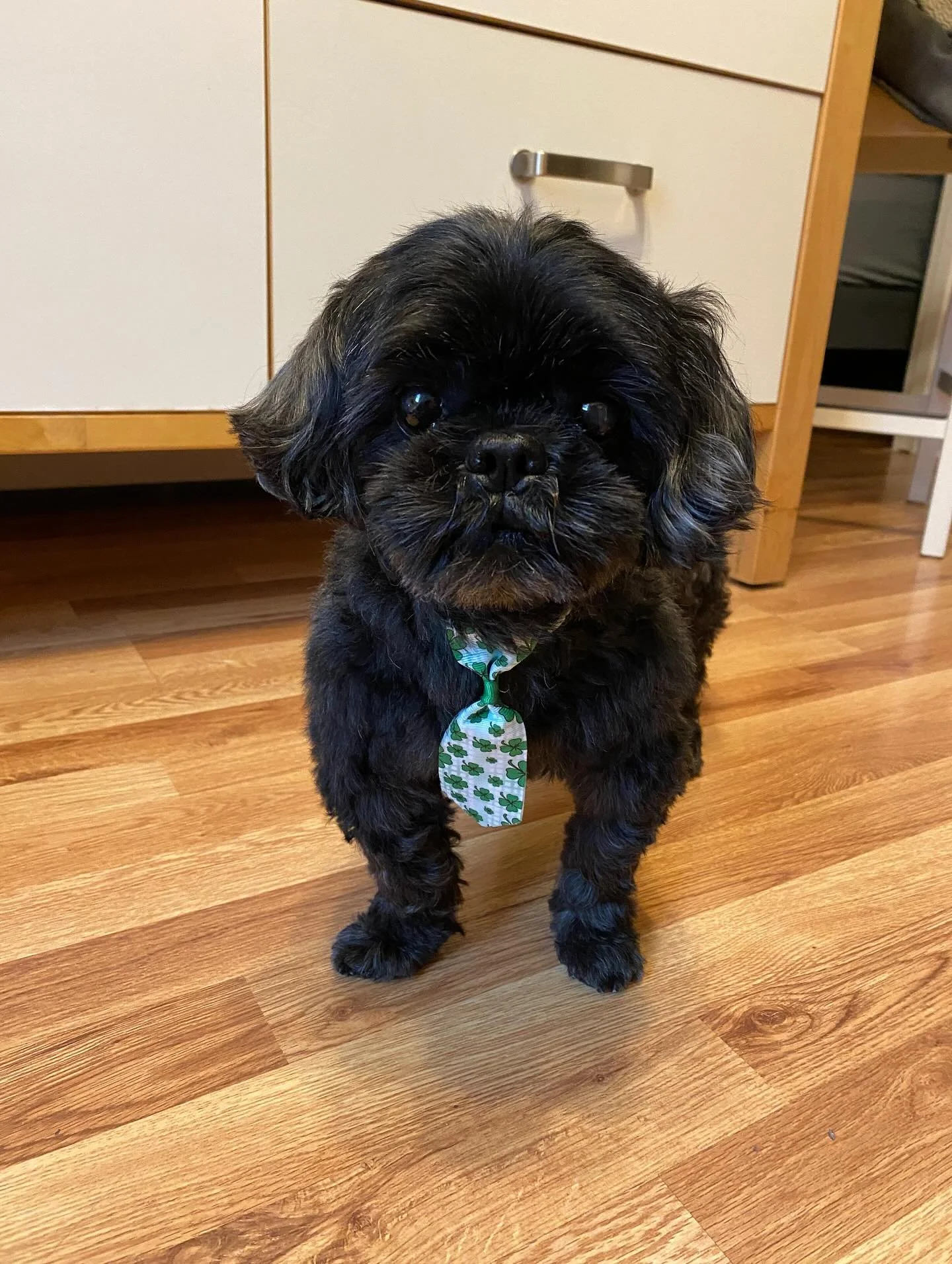 This is the hardest post I&rsquo;ve ever had to do. The love of my life, Firenze, crossed the rainbow bridge this summer. It&rsquo;s been so had to talk about. I&rsquo;m still in shock and grieving after 2 months. Today would have been his 17th birth