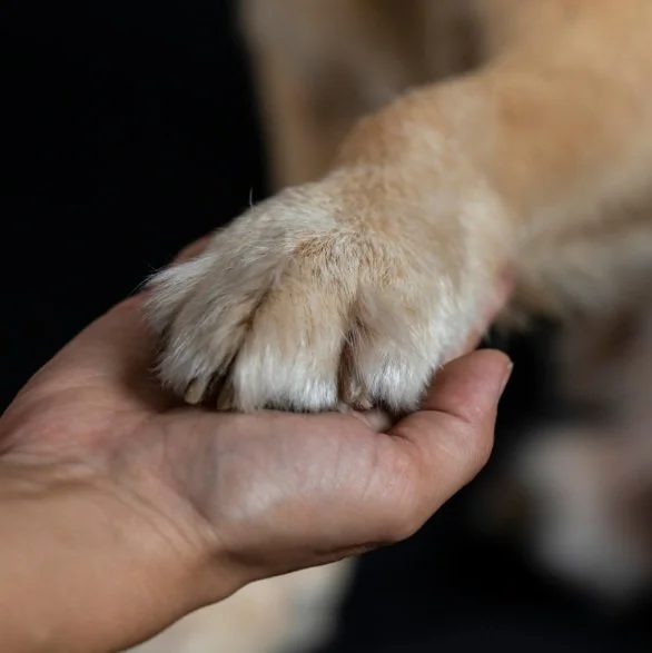 paw hand.jpg (Copy)