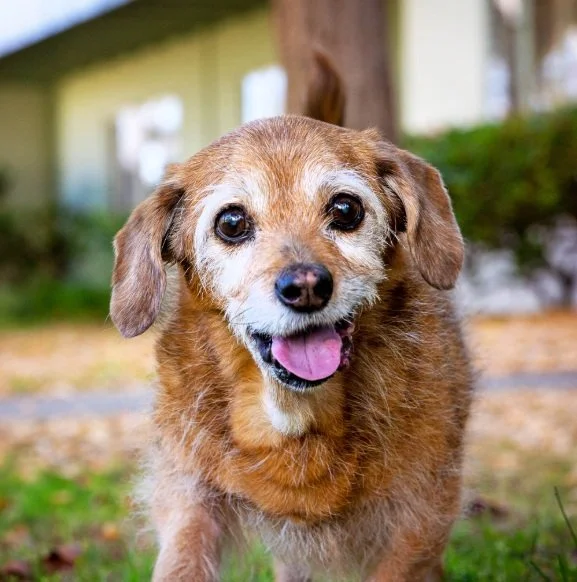 Senior & Special Care Services