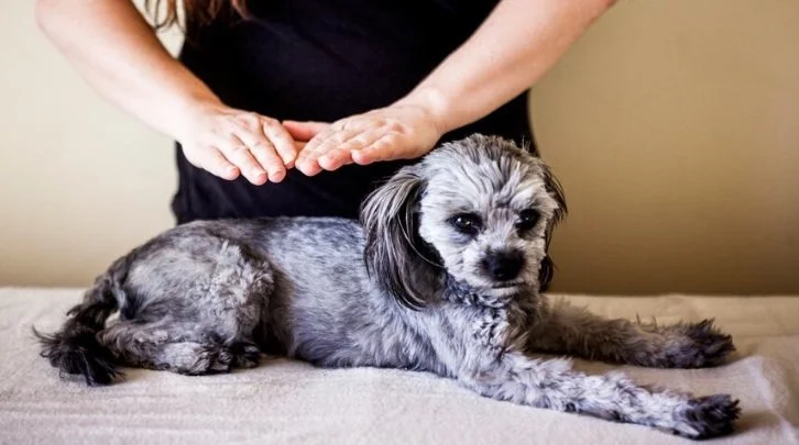 Animal Reiki
