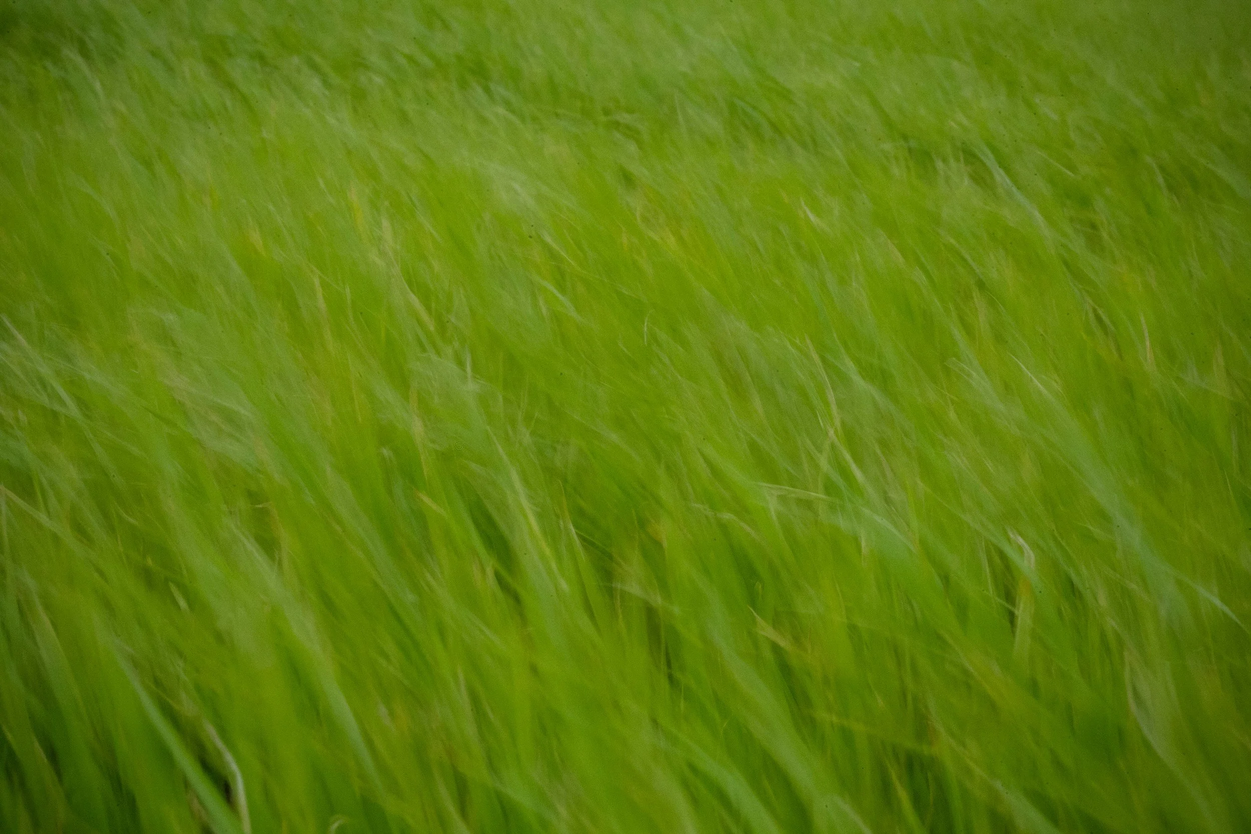 Close-up of green grass blades.