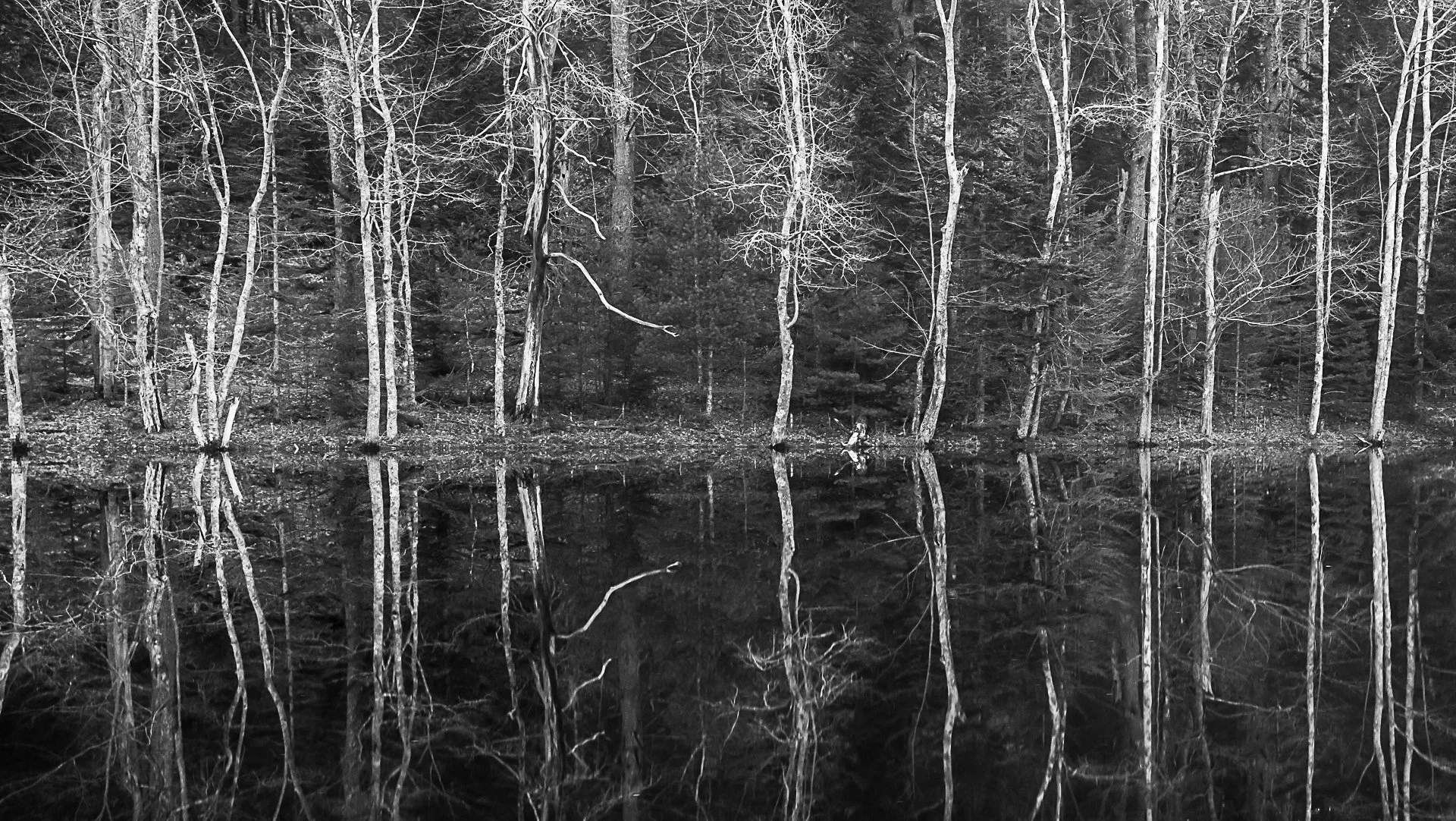 2018 - Bare Trees on Charles Pont, 1st Place Photograph, Art Guild of the Kennebunks