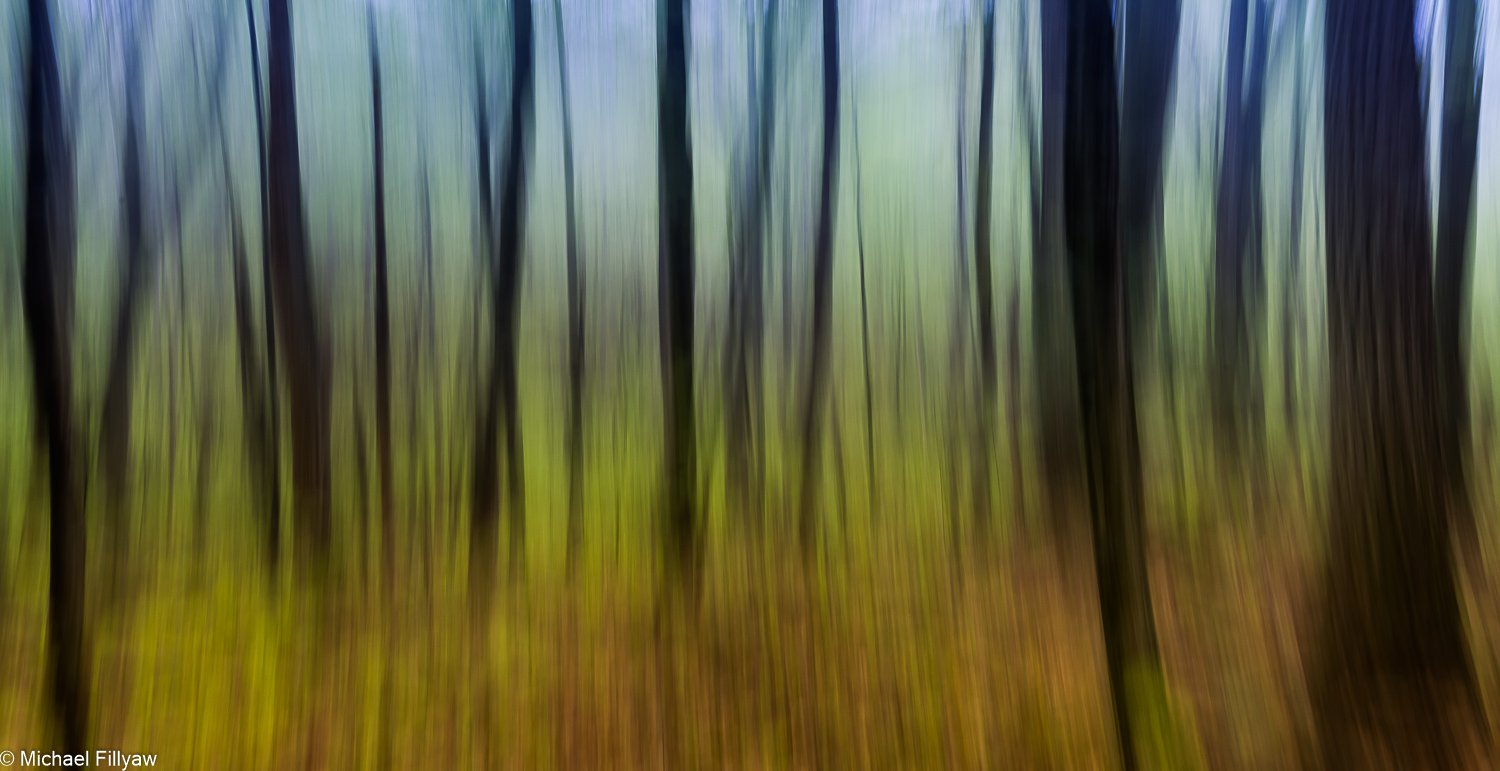 The Forest thru the Trees