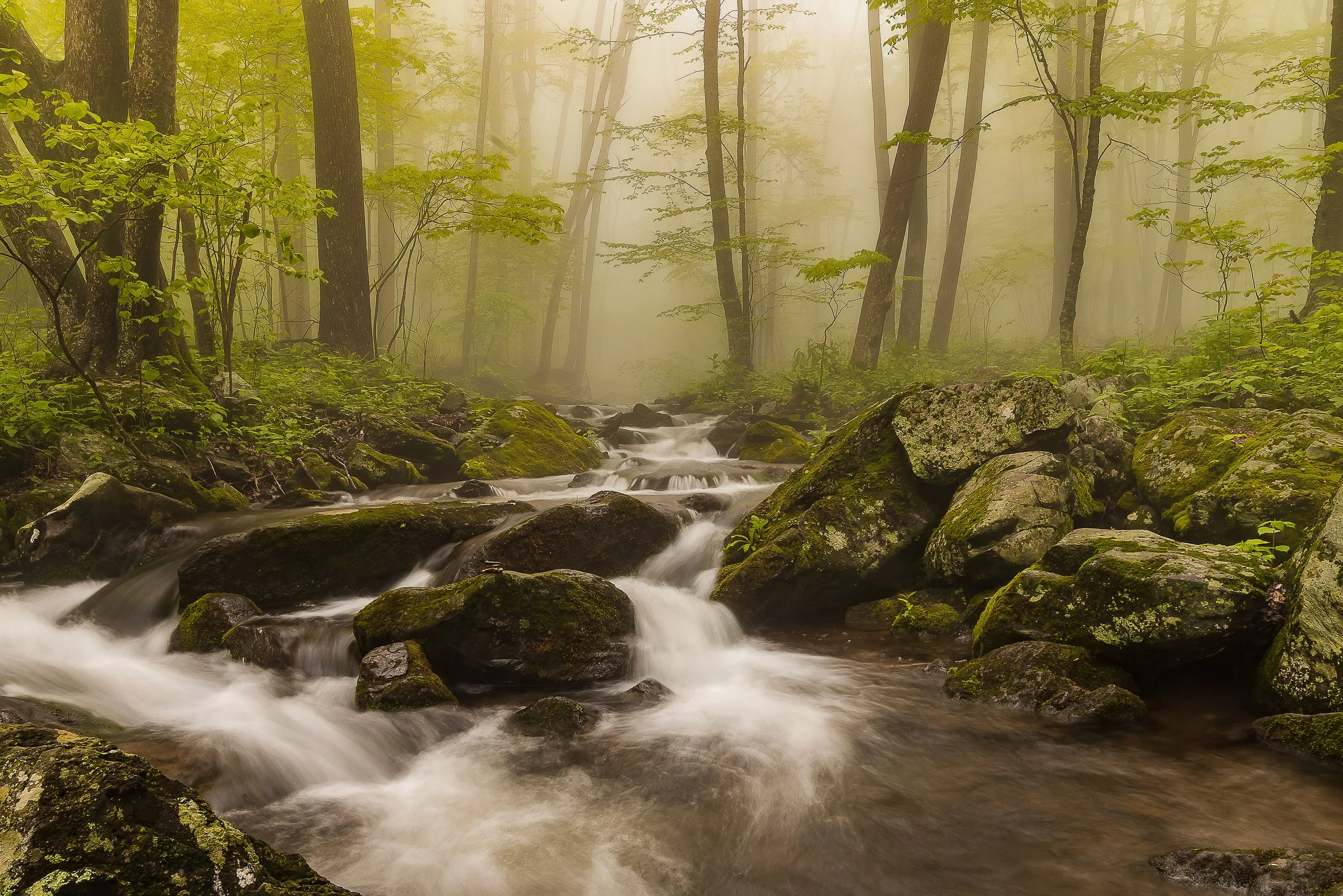 Fog on the South River, Shenandoah National Park Virginia