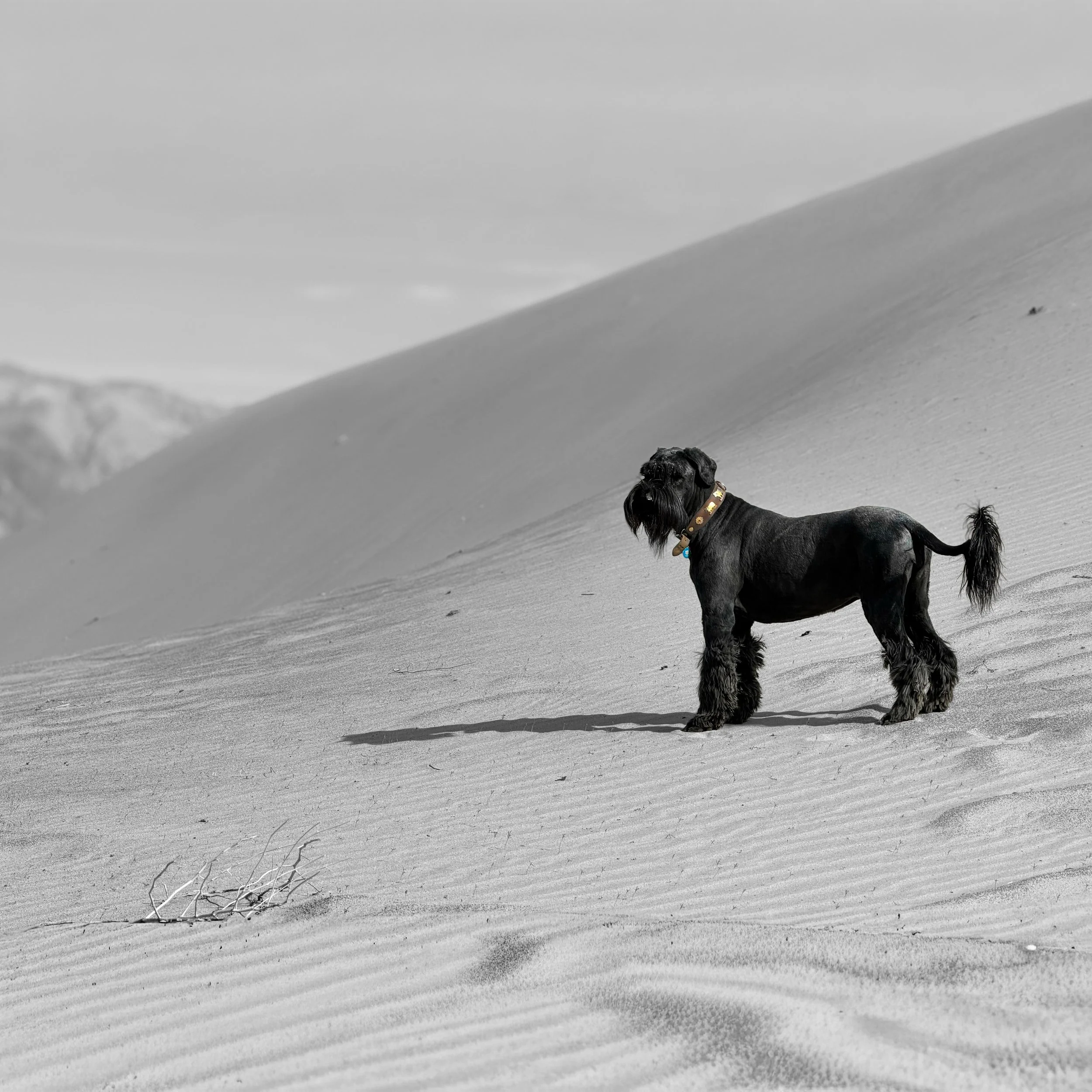 A black dog with a beard and a collar standing on a sandy desert landscape, with mountains in the background.
