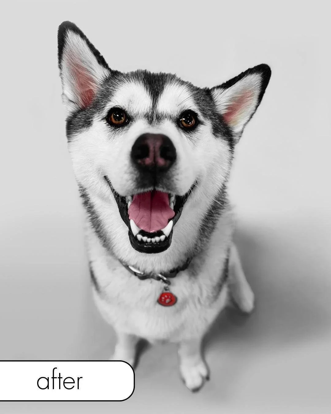 Custom Dog Portrait on Glass