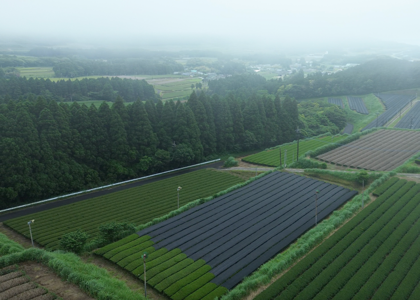 Drone perspective of tea fields in Kagoshima, Japan