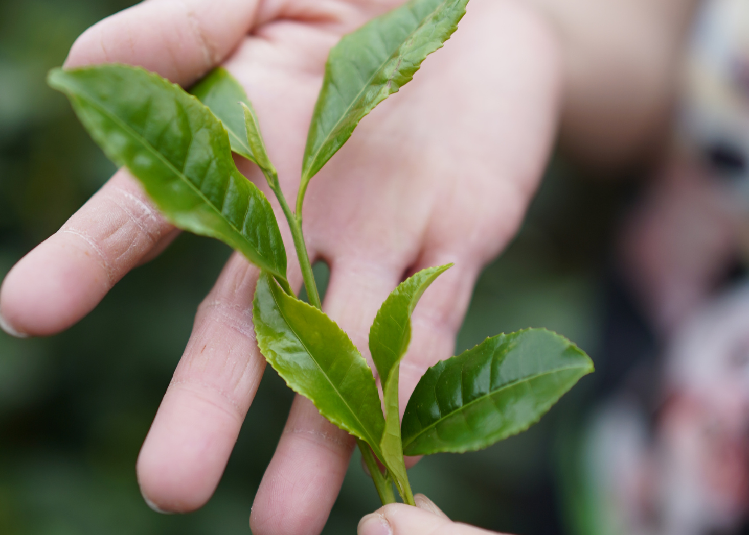 Hand holding a sprig of freshly picked tea leaves