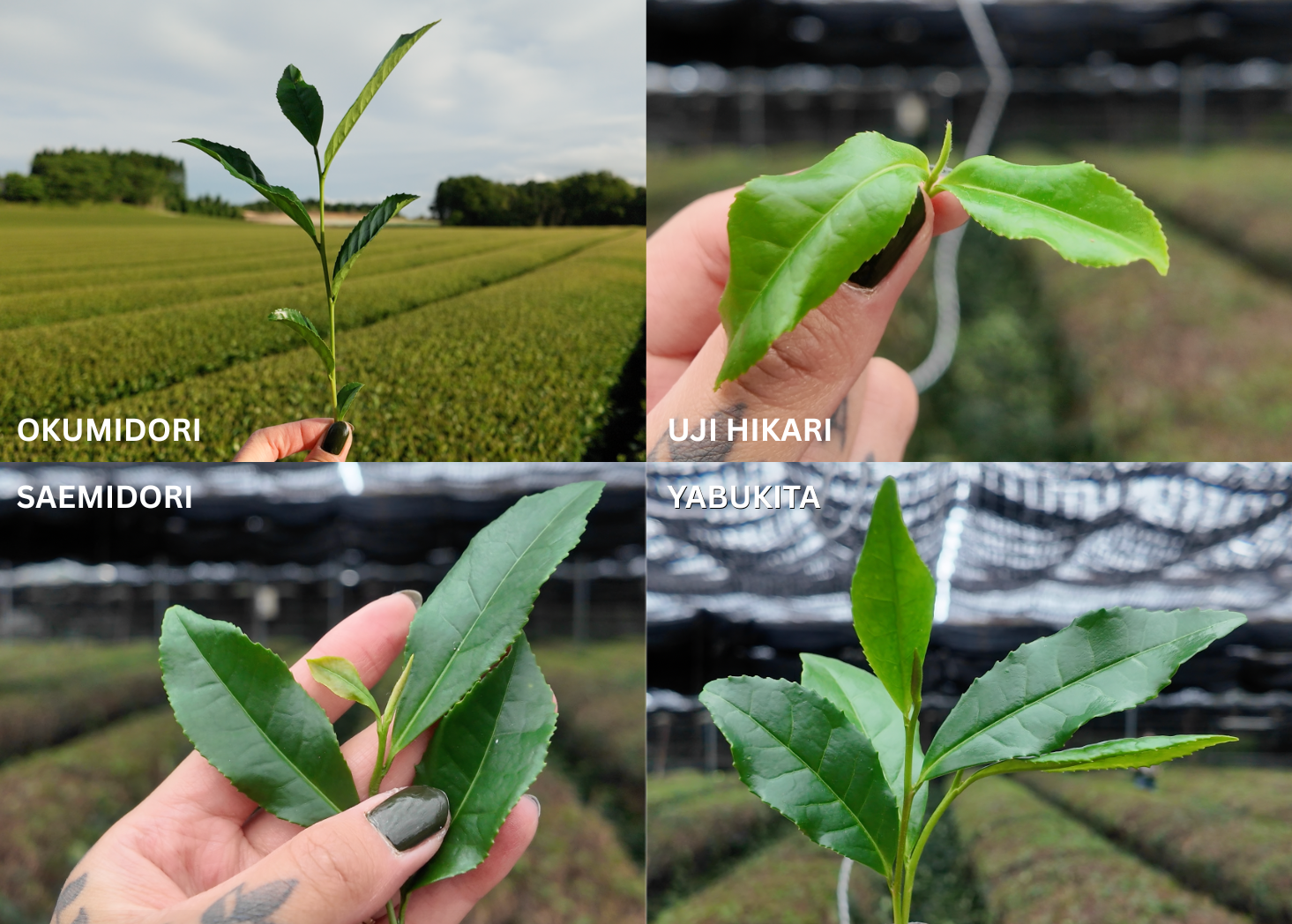 Examples of four tea leaf cultivars commonly used for matcha