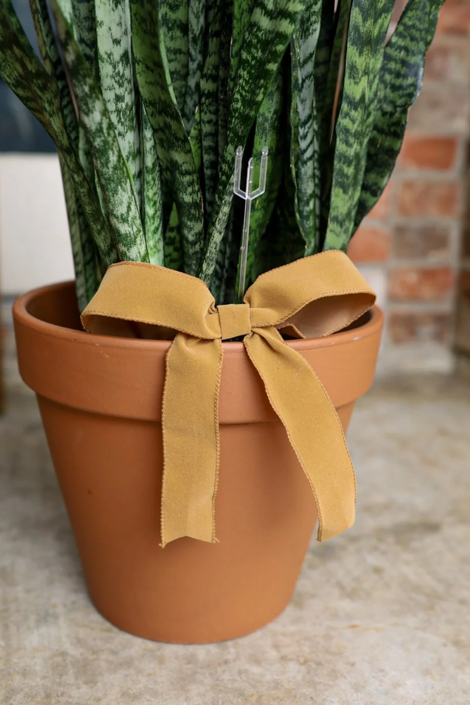 peace lily sympathy plant gift nederland texas selavine