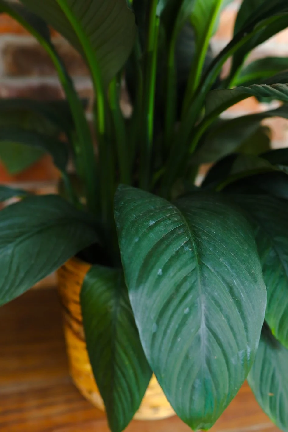 potted plant for sympathy 77627