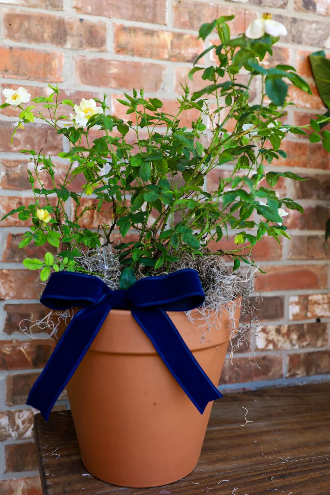 rose plant