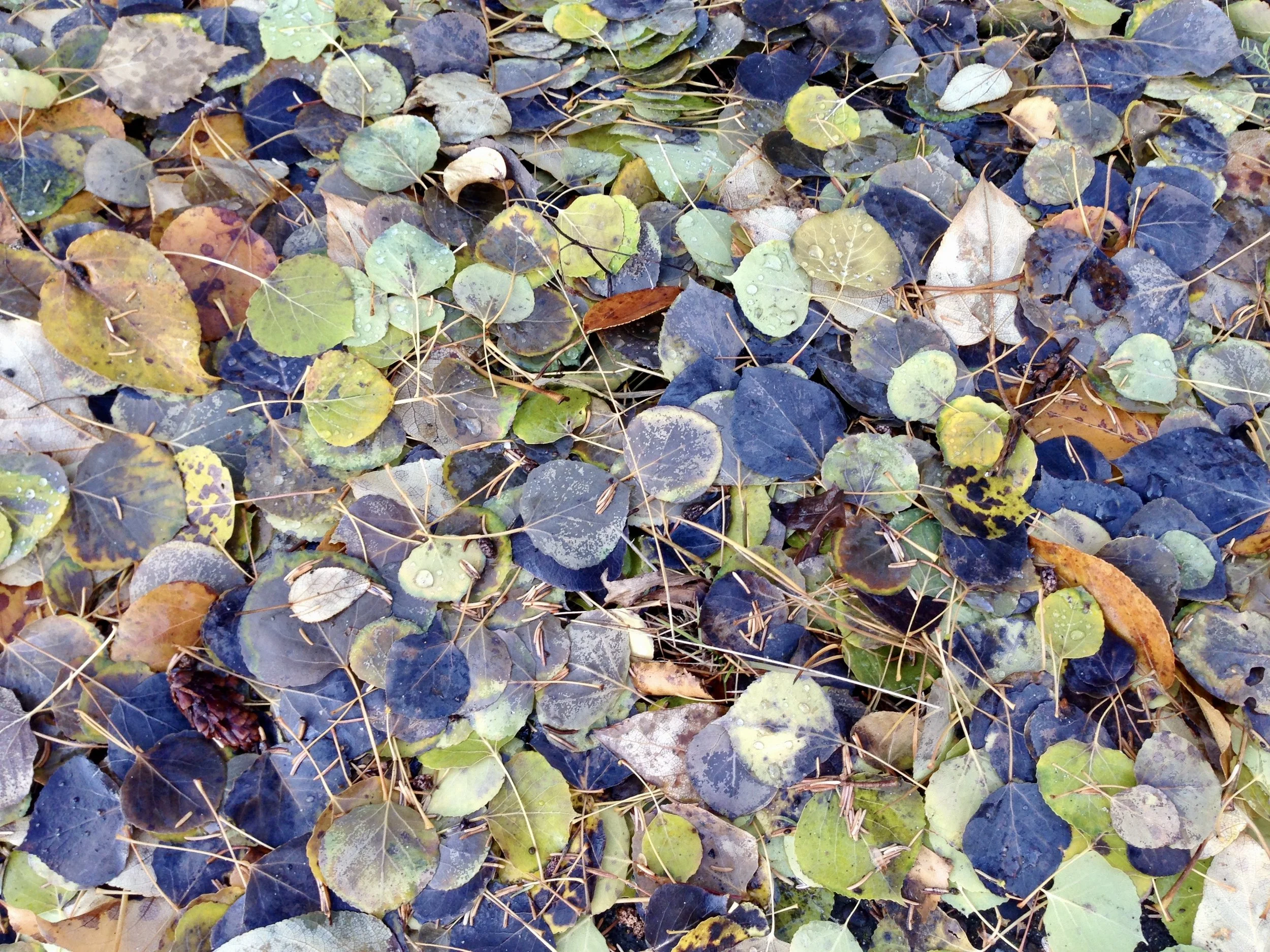 Bookkeeping Clean-up/Catch-up