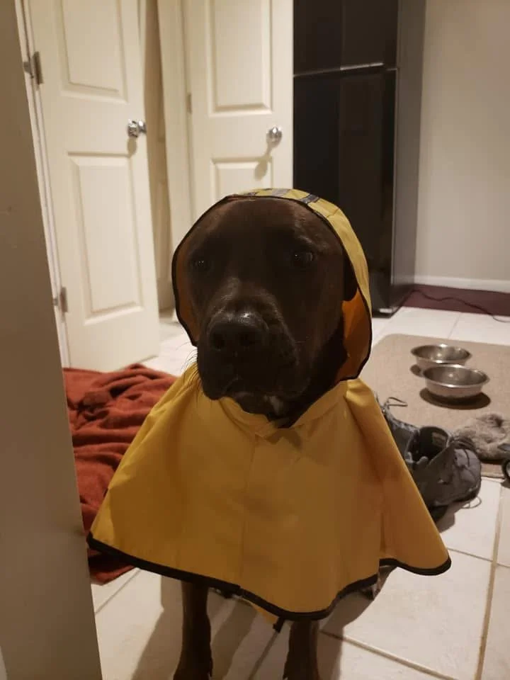 Dog wearing a yellow raincoat indoors near a door with dog bowls and shoes in the background.