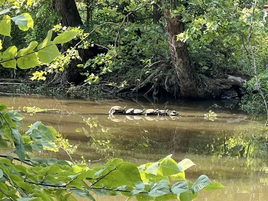 turtles in a row.jpeg