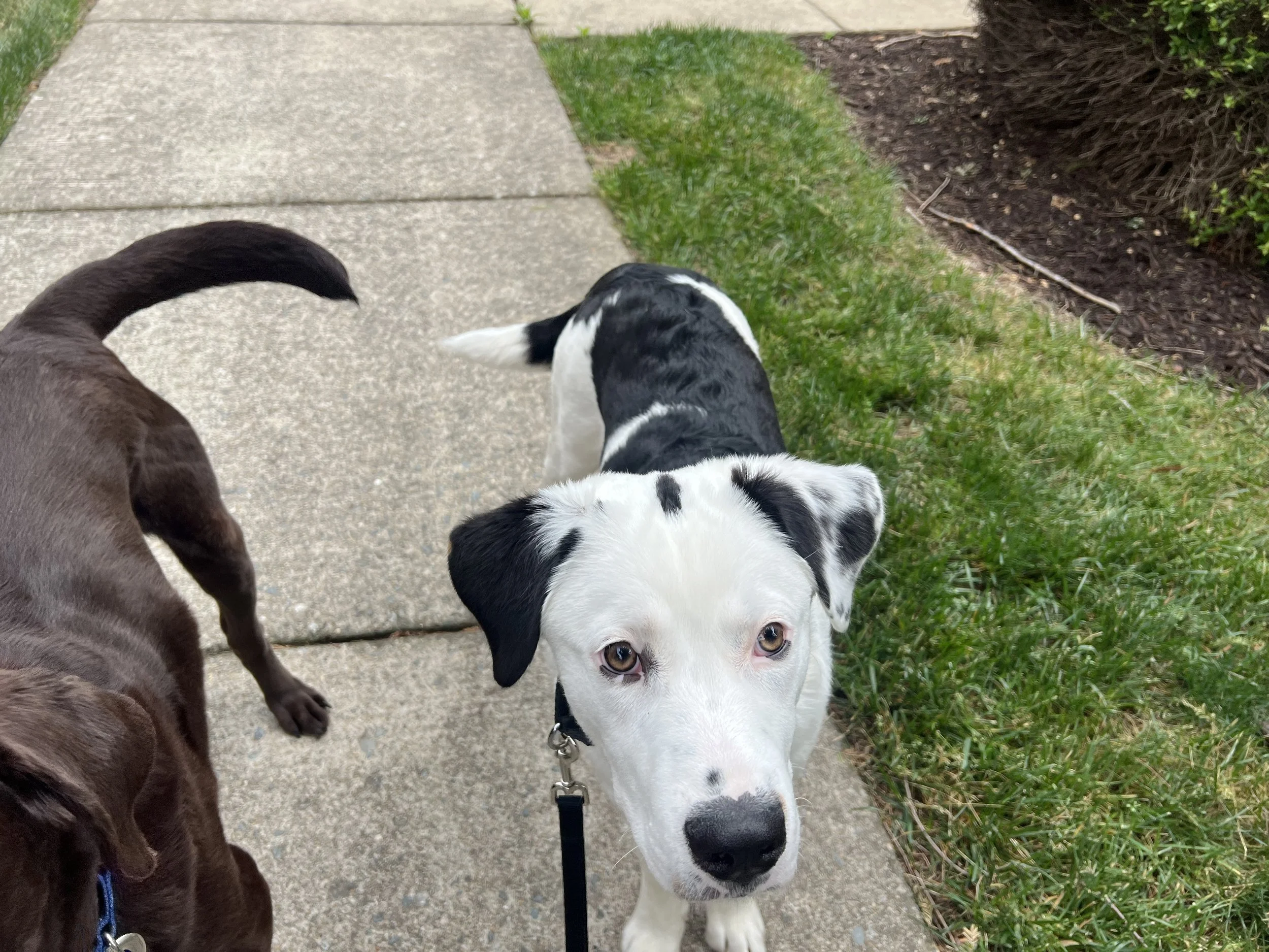 Sully and Max together.jpeg