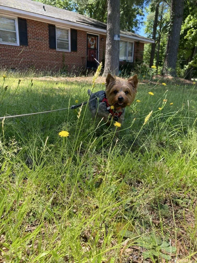 tucker with flowers.jpeg