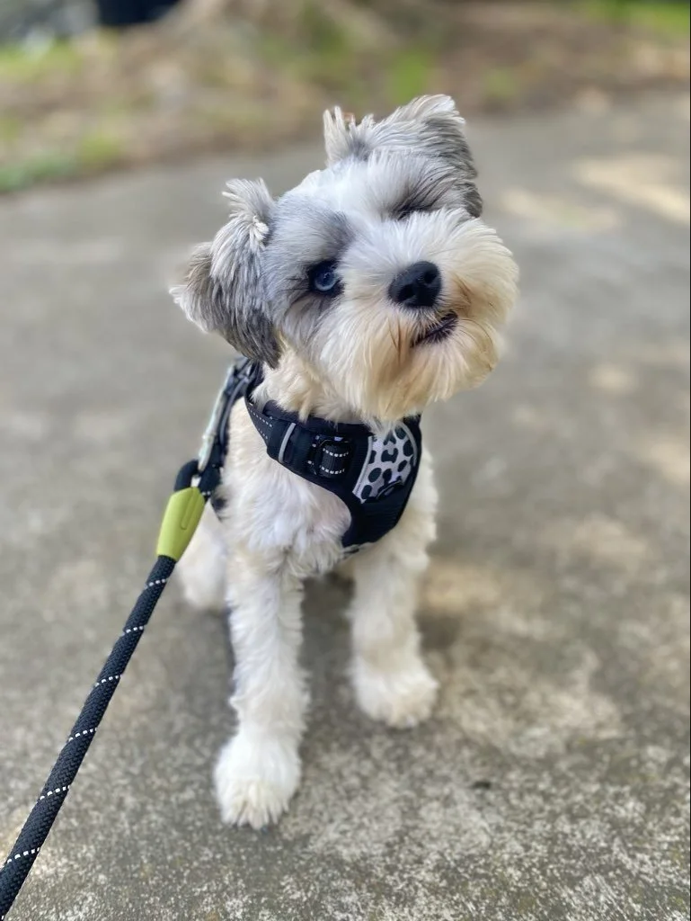 Rory the model.jpeg