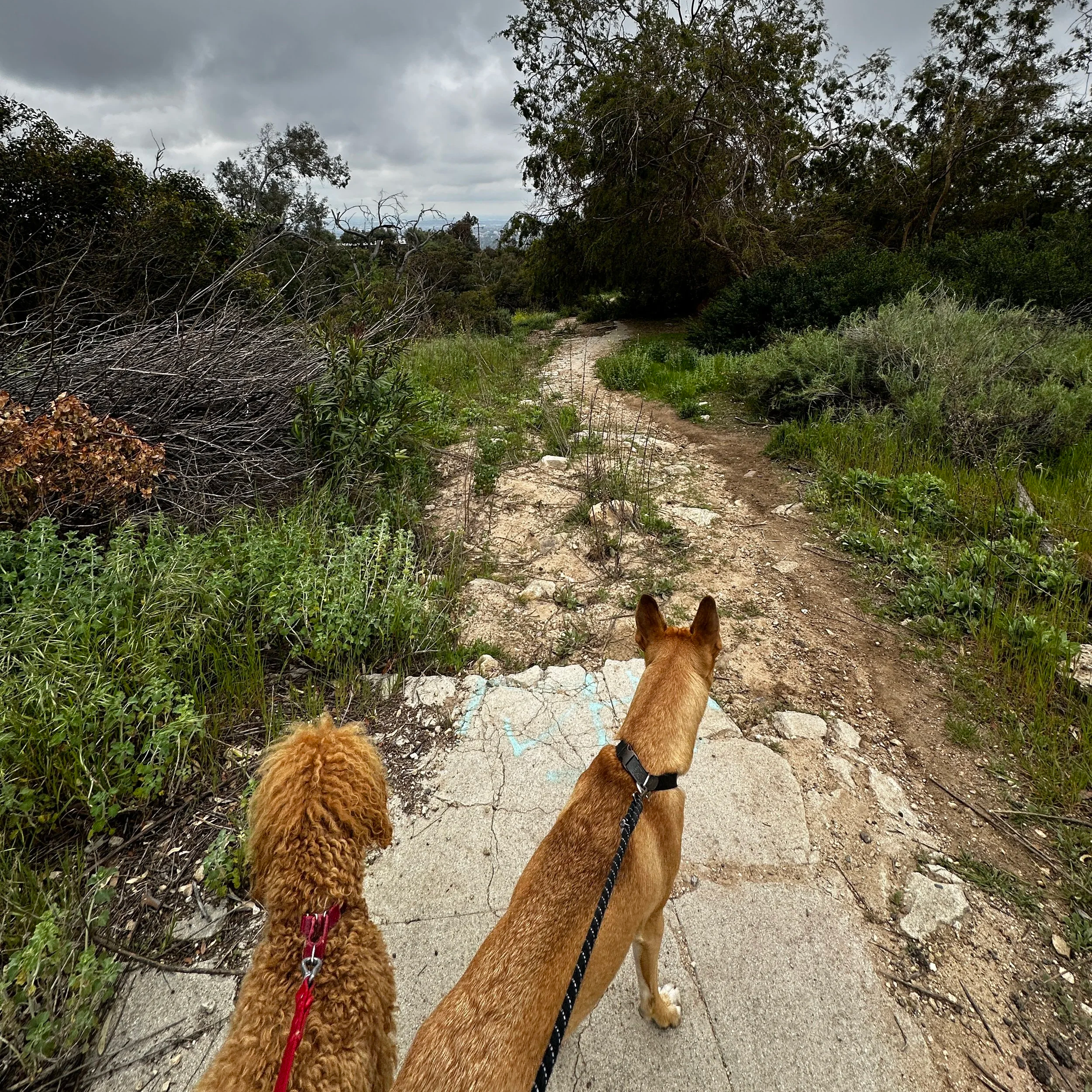 Two dogs, one brown poodle and one tan mixed breed, on a trail in a rural, wooded area with overcast sky.