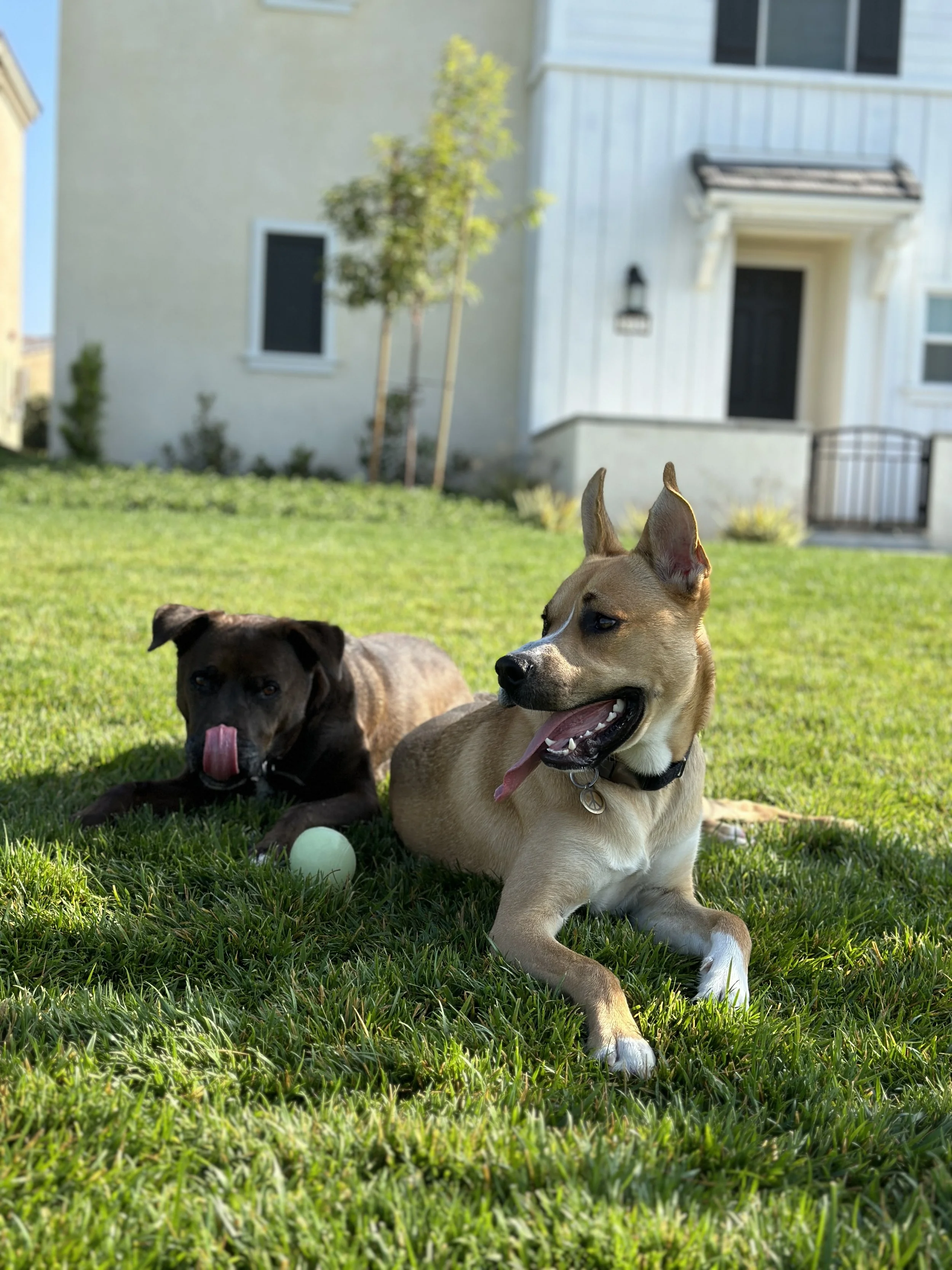 Two dogs lying on a grassy lawn in front of a house, one with a light brown coat and the other dark brown, with a tennis ball nearby.