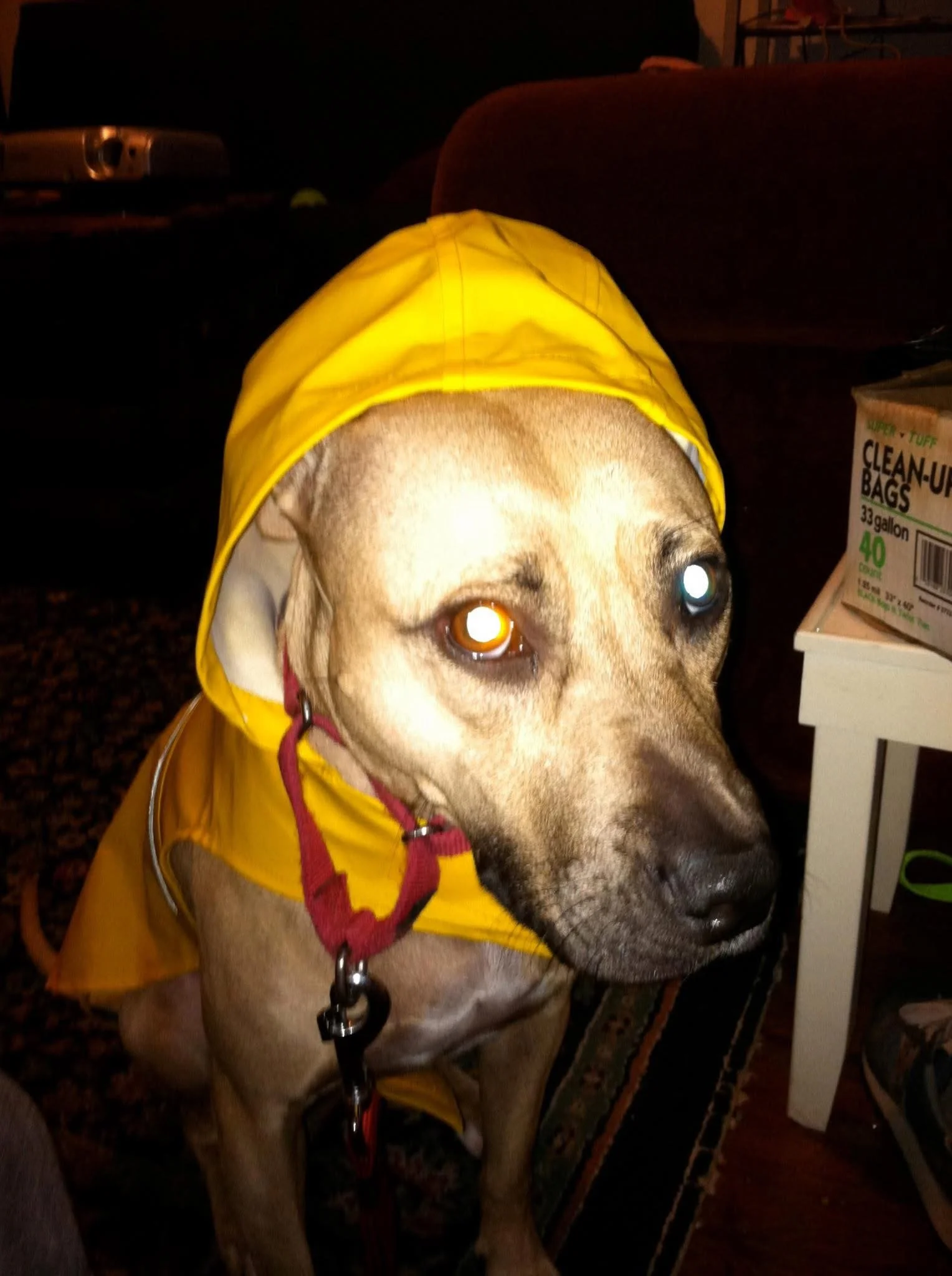 A dog wearing a yellow raincoat indoors at night.