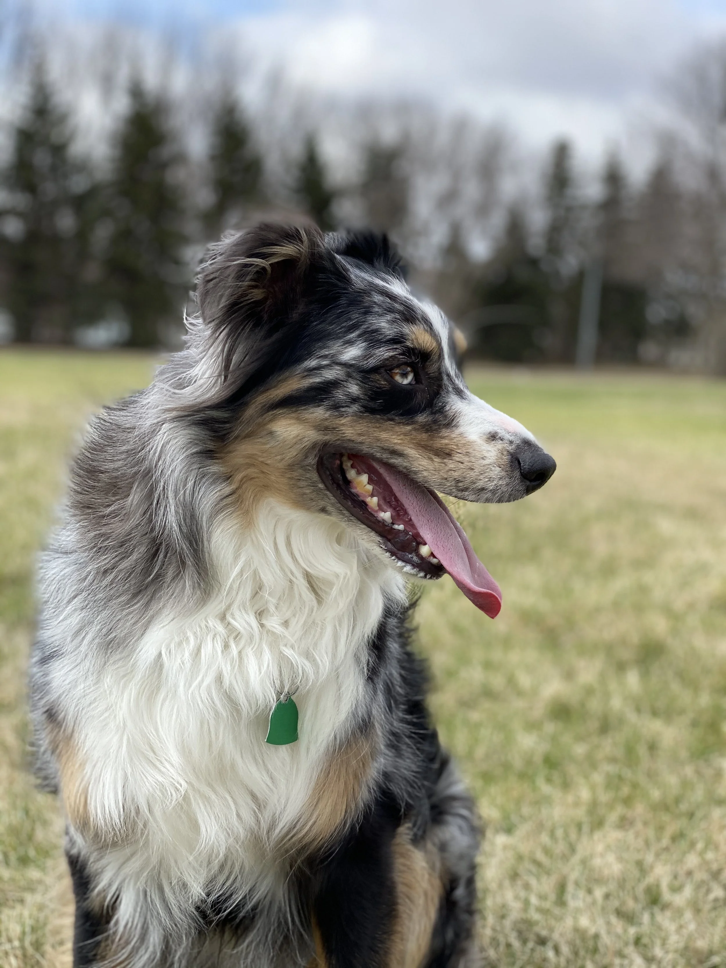A cheerful Australian Shepherd dog with a tri-color coat, blue eyes, and a green collar, sitting on a grassy field with trees in the background.