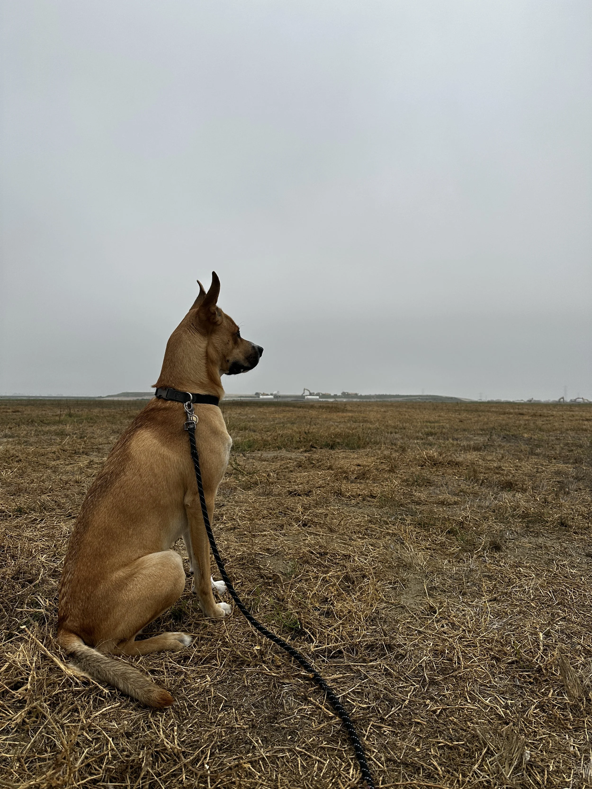 A dog sitting on a grassy field on a cloudy day, looking into the distance.