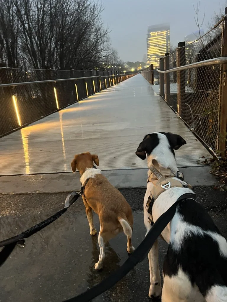 early morning walks.jpeg