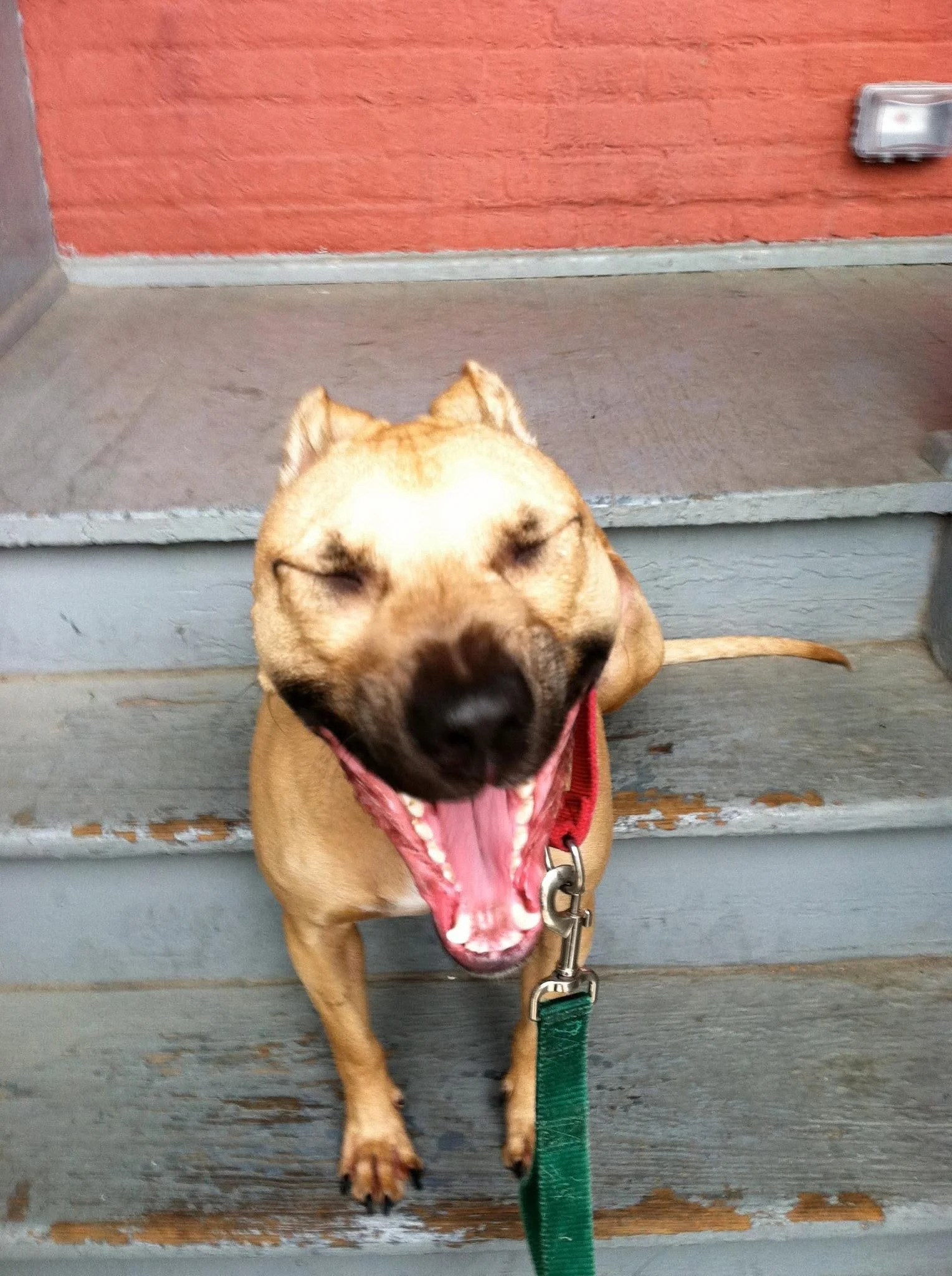 A small tan dog sitting on wooden stairs with its mouth open in a yawn and eyes closed.