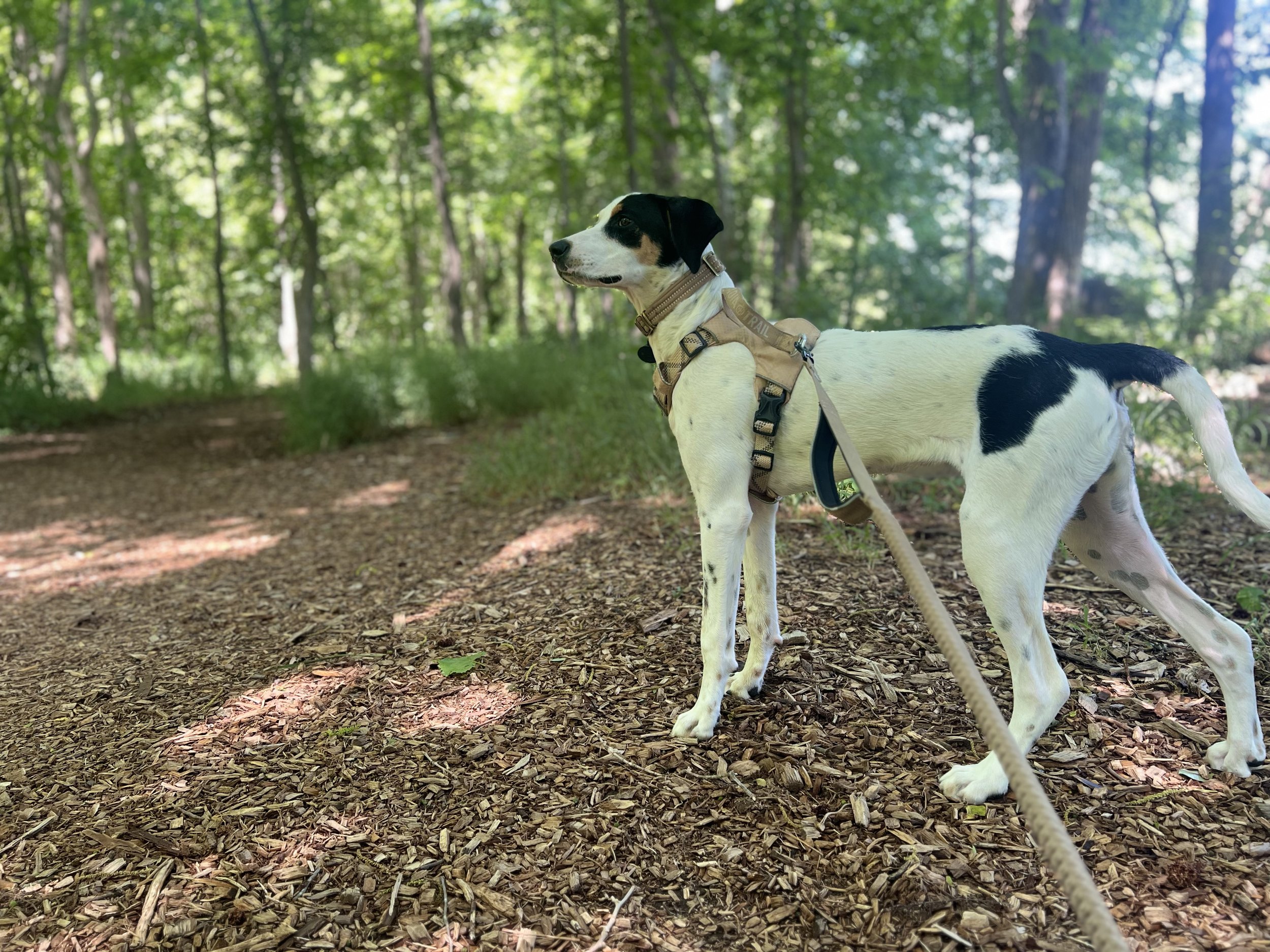 Pony Pasture 1.jpeg