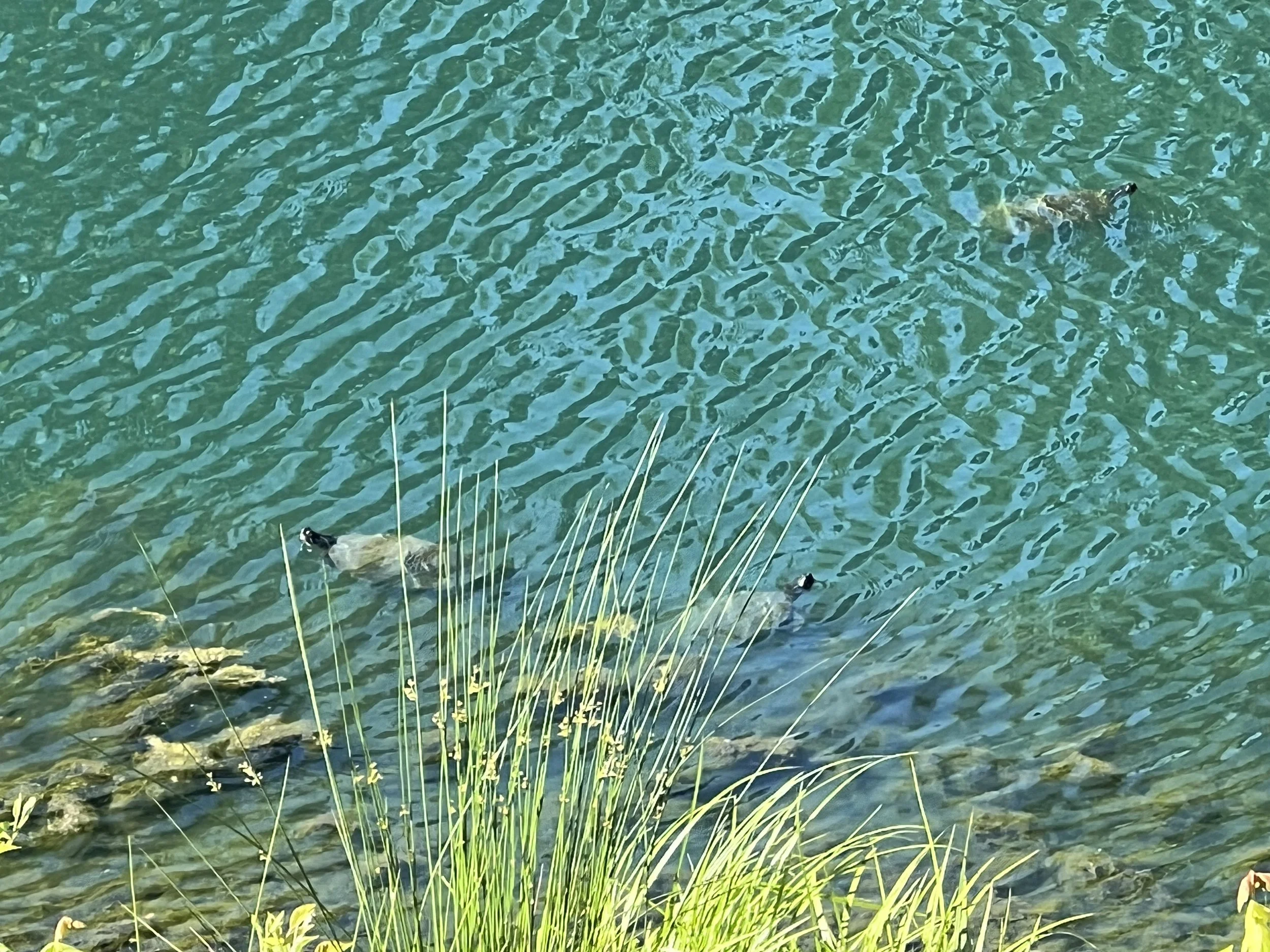 turtles.jpeg