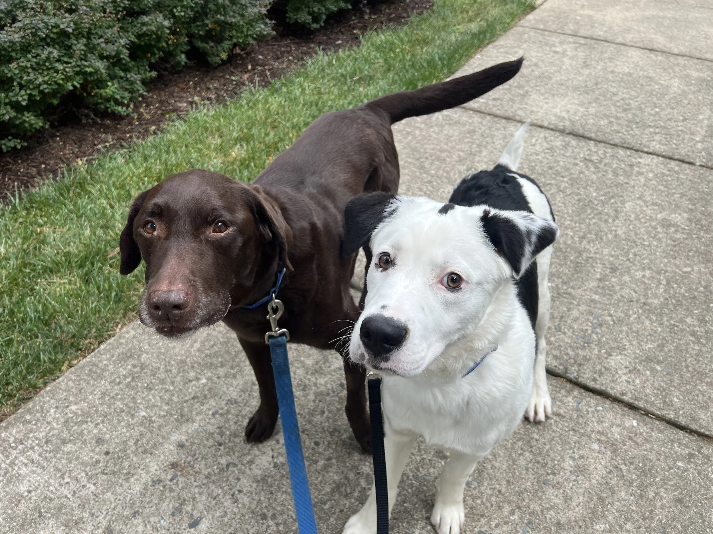 Sully and Max stare.jpeg